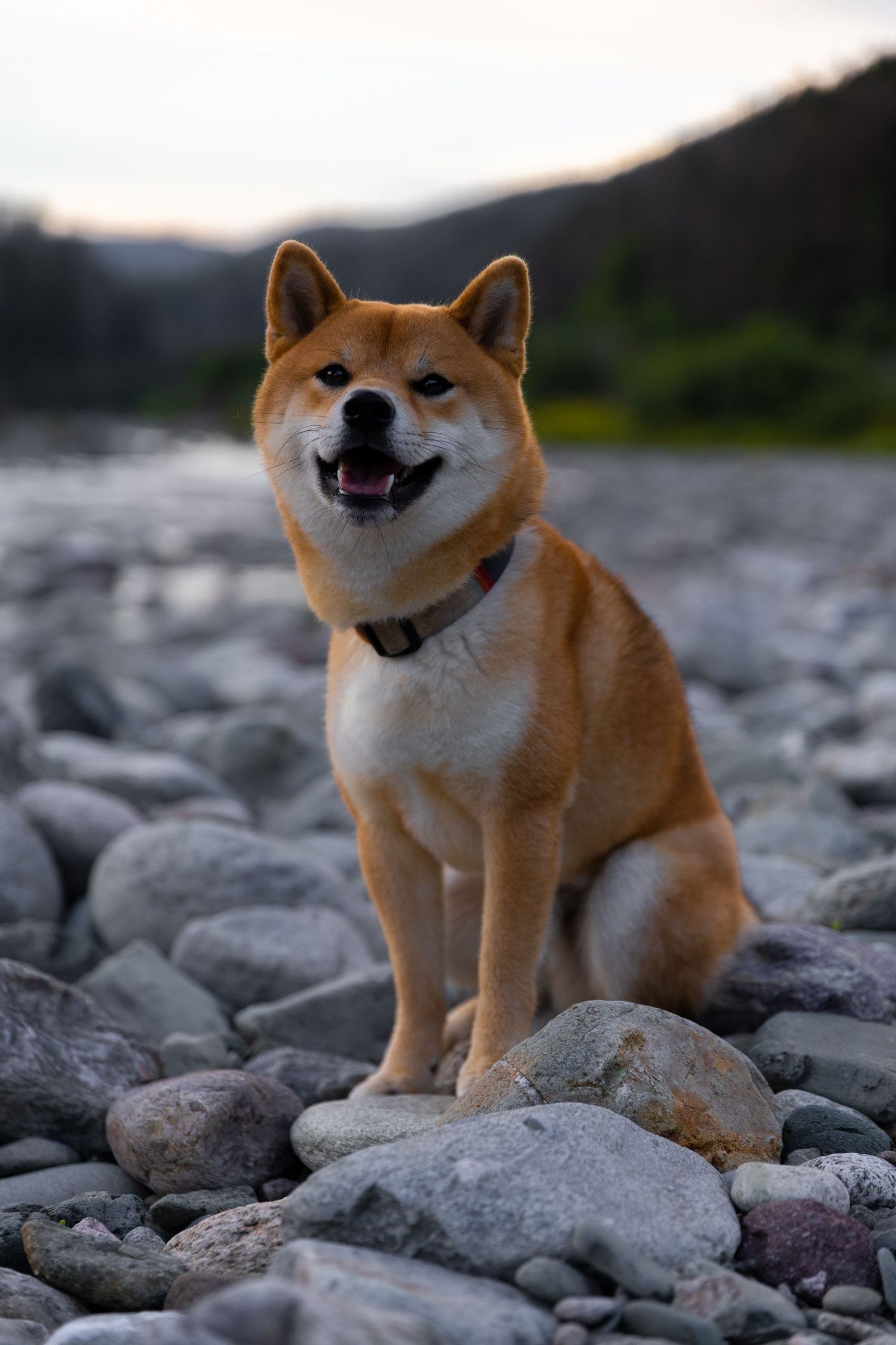 A happy Shiba Inu dog sitting on rocky riverbank at dusk, wearing a collar, with mountains in the background.