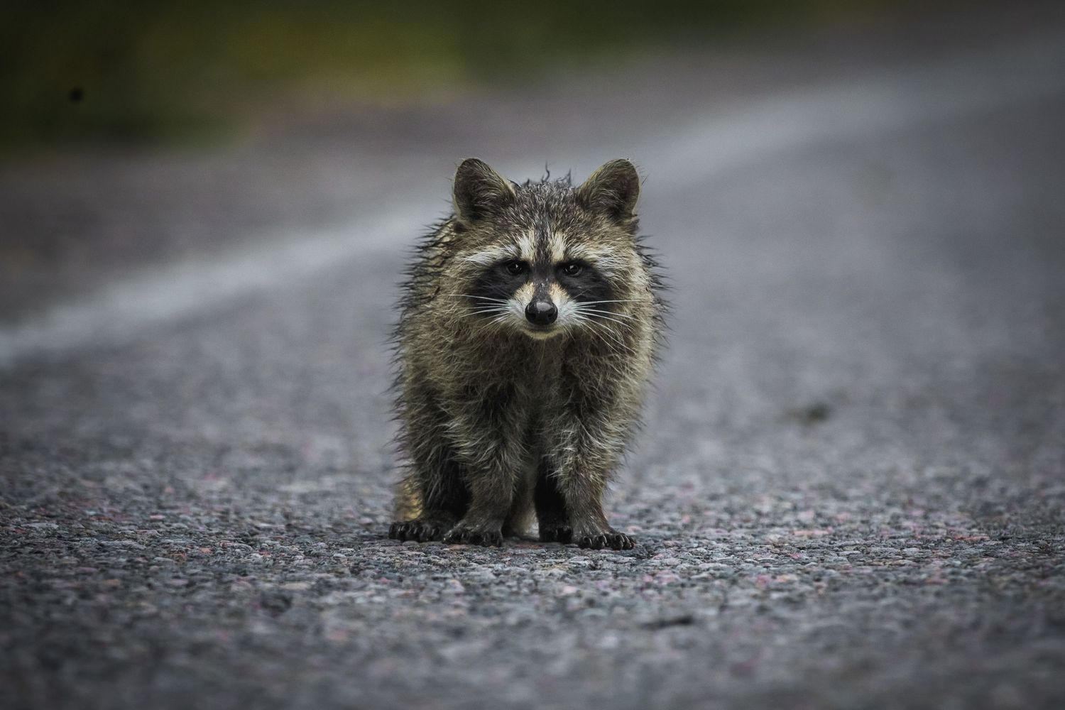 Raccoon walking on wet pavement in dramatic low light conditions.