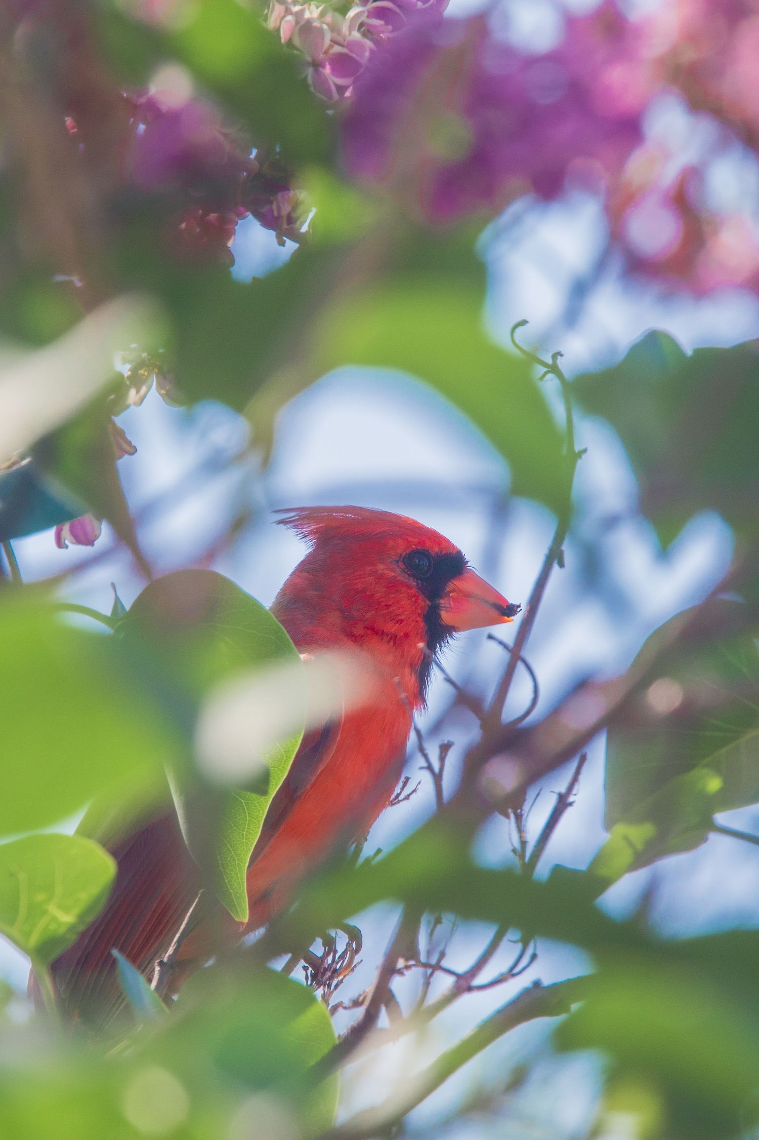 Bright red cardinal bird among pink cherry blossoms in spring.