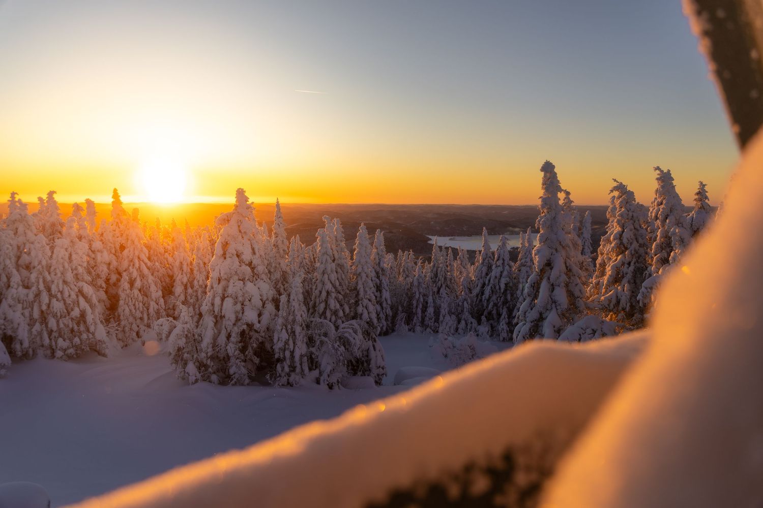 Snow-covered winter forest landscape at golden sunset with long shadows.
