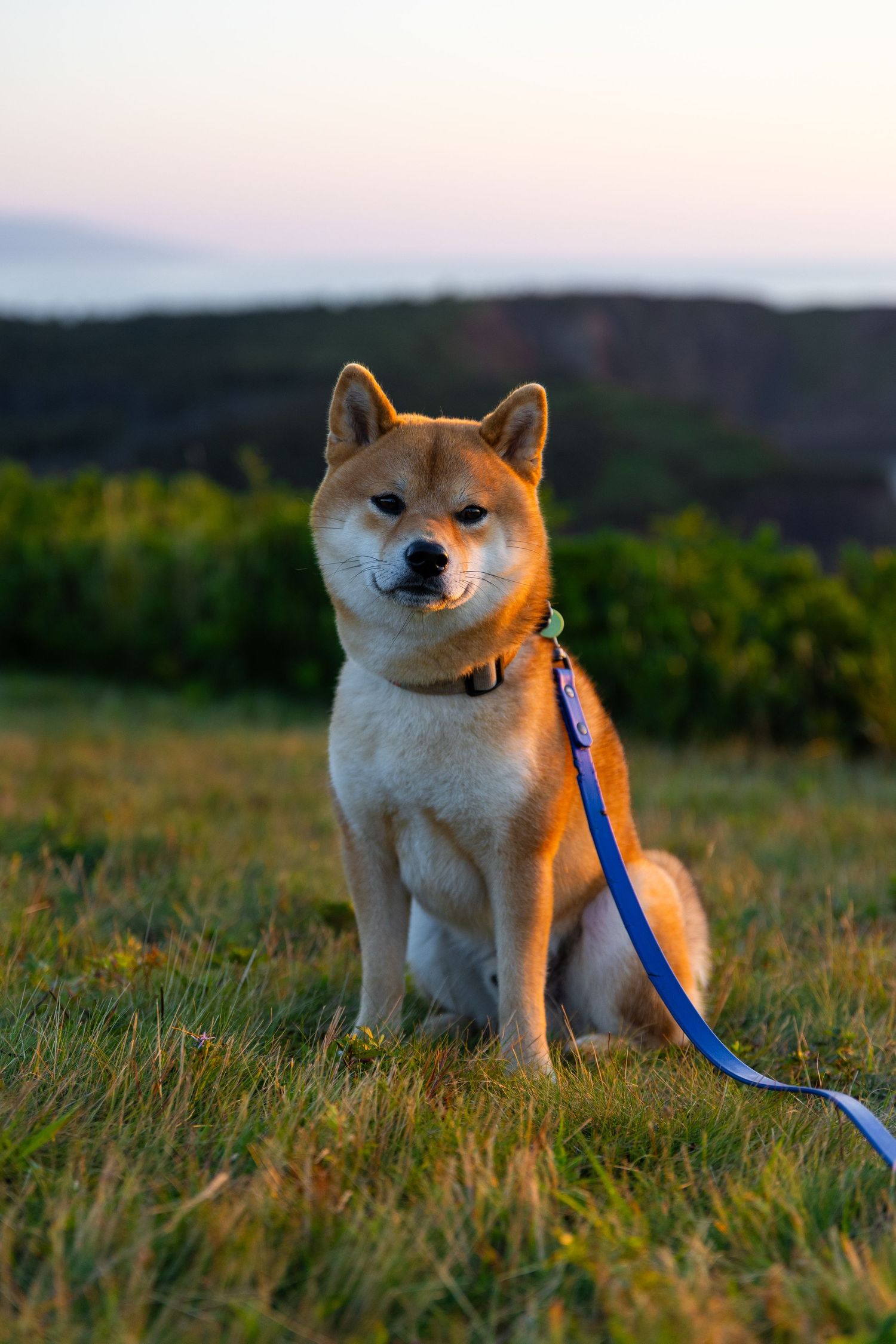 A Shiba Inu dog sits on a grassy hill at sunset, wearing a blue leash with mountains in the background.