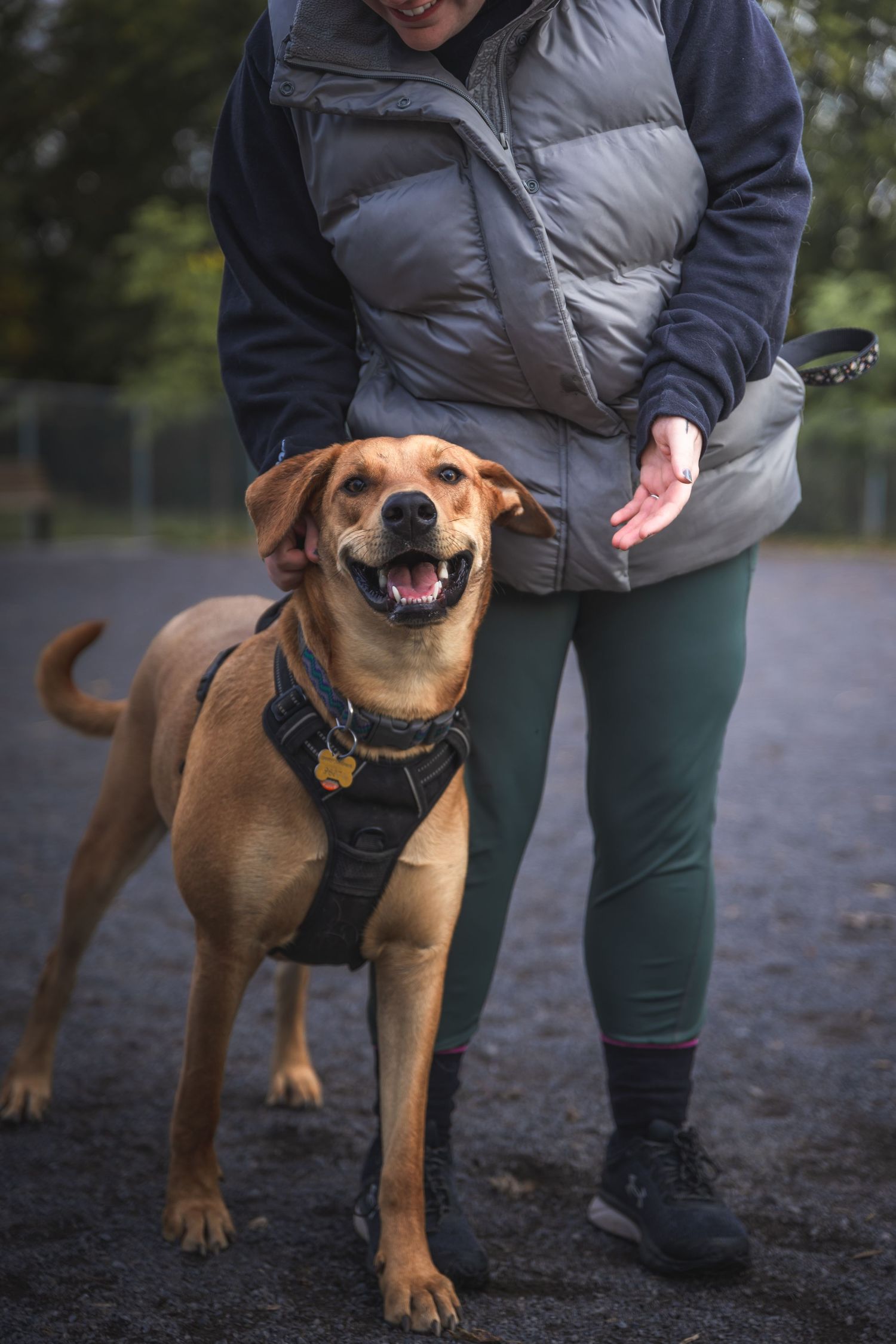 Brown mixed breed dog wearing a harness smiling during outdoor training.