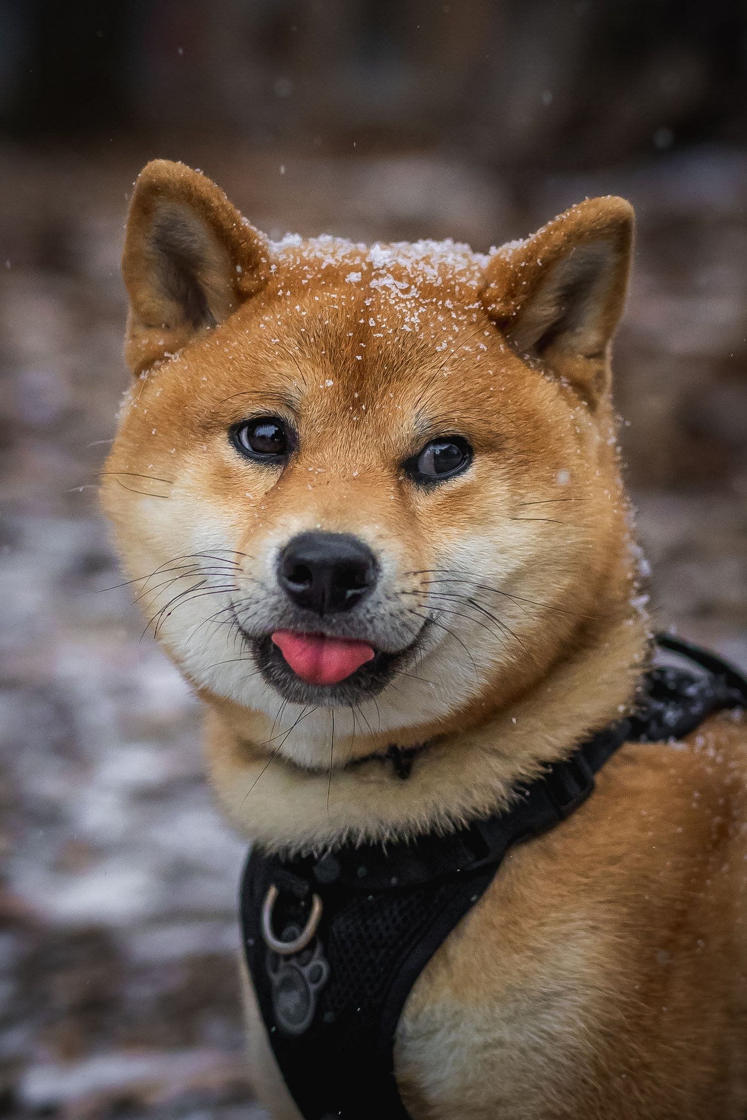 Close-up portrait of Shiba Inu dog wearing black harness showing happy expression.