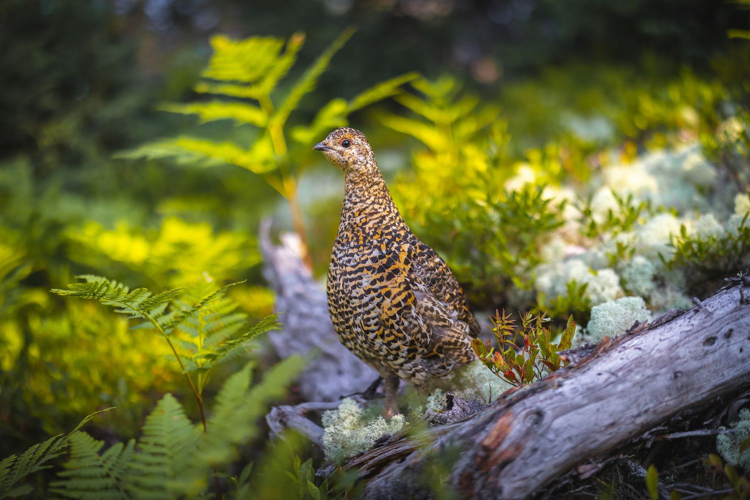 Spruce grouse camouflaged among ferns and moss in dappled forest light.