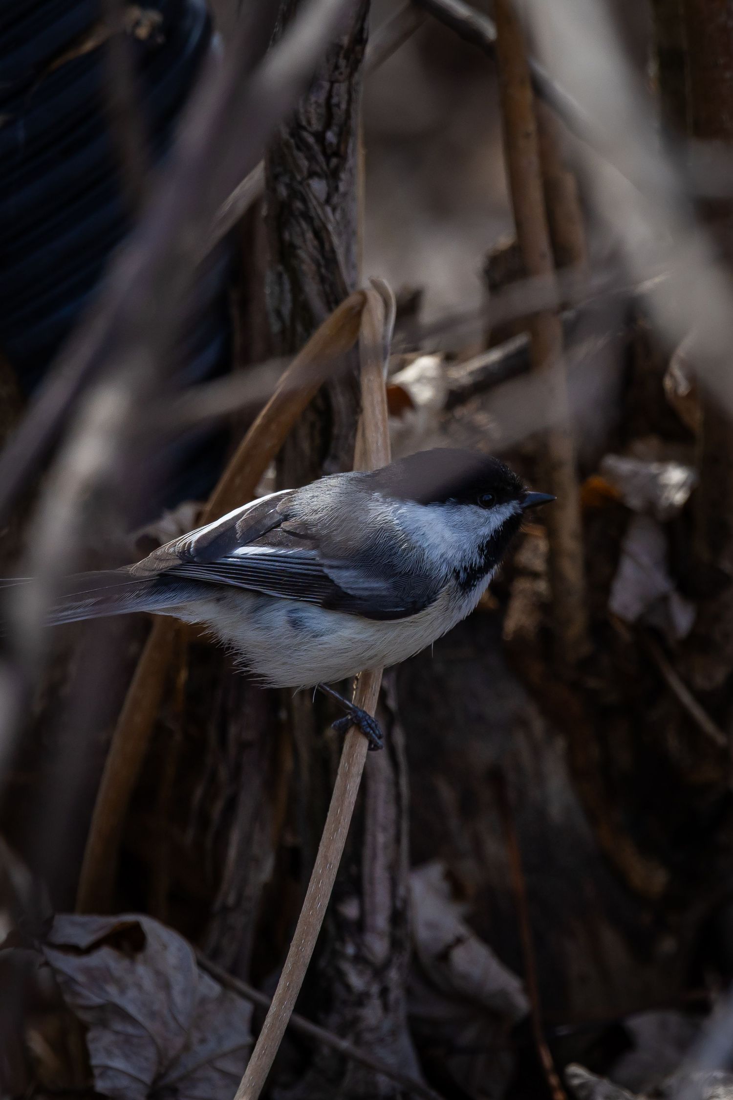 Gray nuthatch bird climbing along a tree branch in natural habitat.