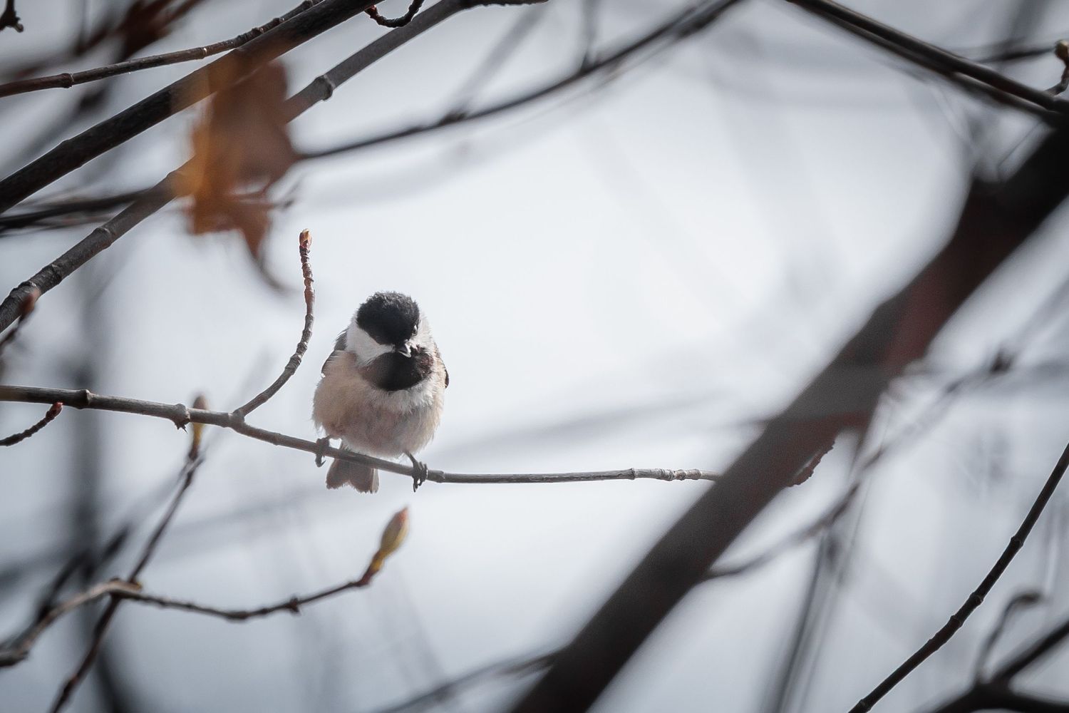 Birds perched on delicate winter branches against a snowy white background.