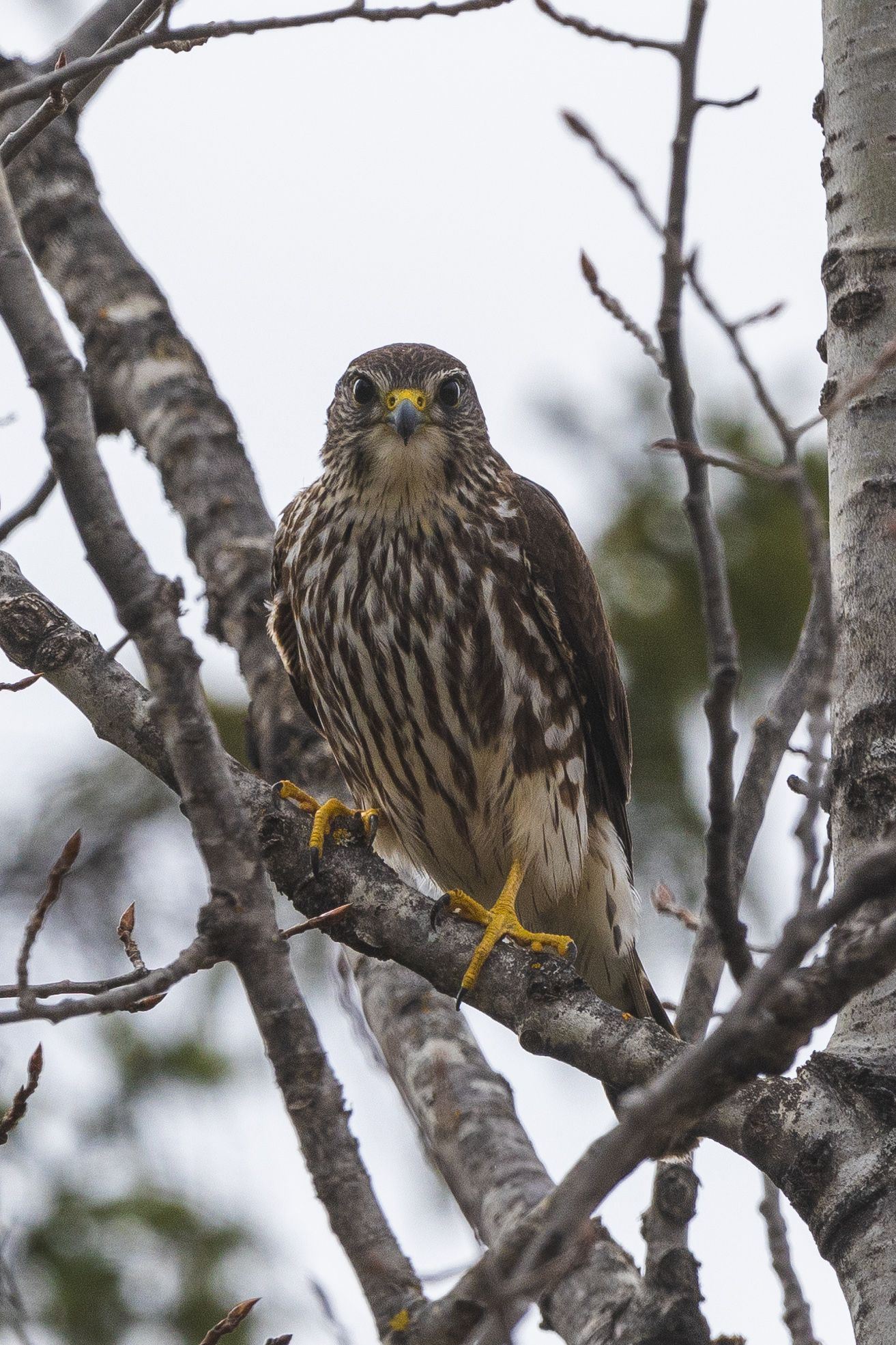 Northern hawk owl perched on birch tree branches in winter.