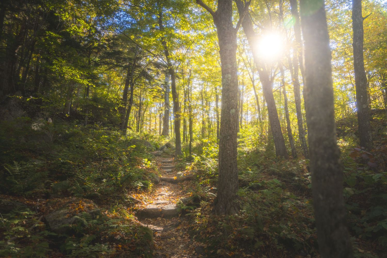 Sunlit forest trail with golden sunbeams streaming through green summer foliage.