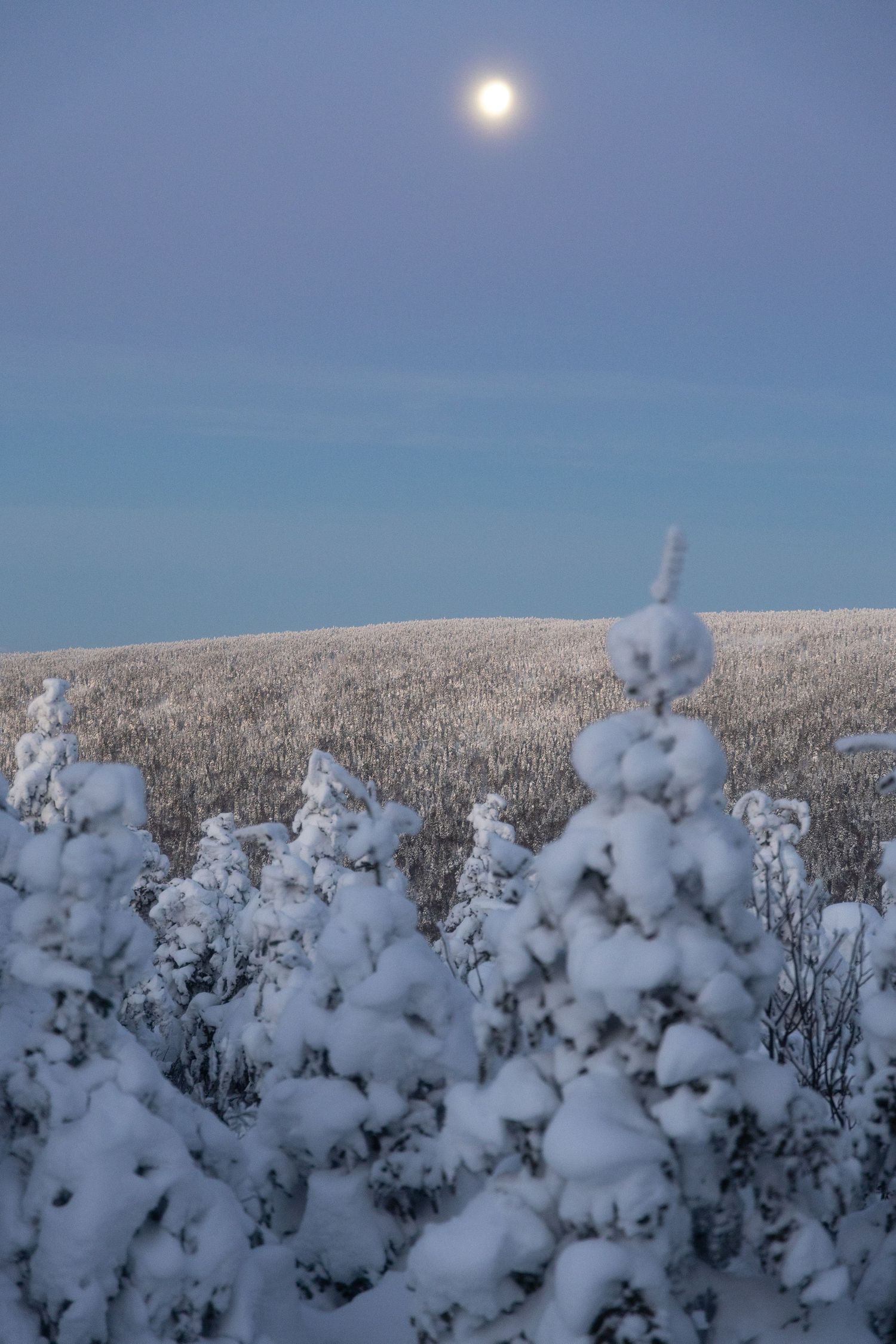 Full moon rising over a snow-blanketed forest landscape during winter dusk.
