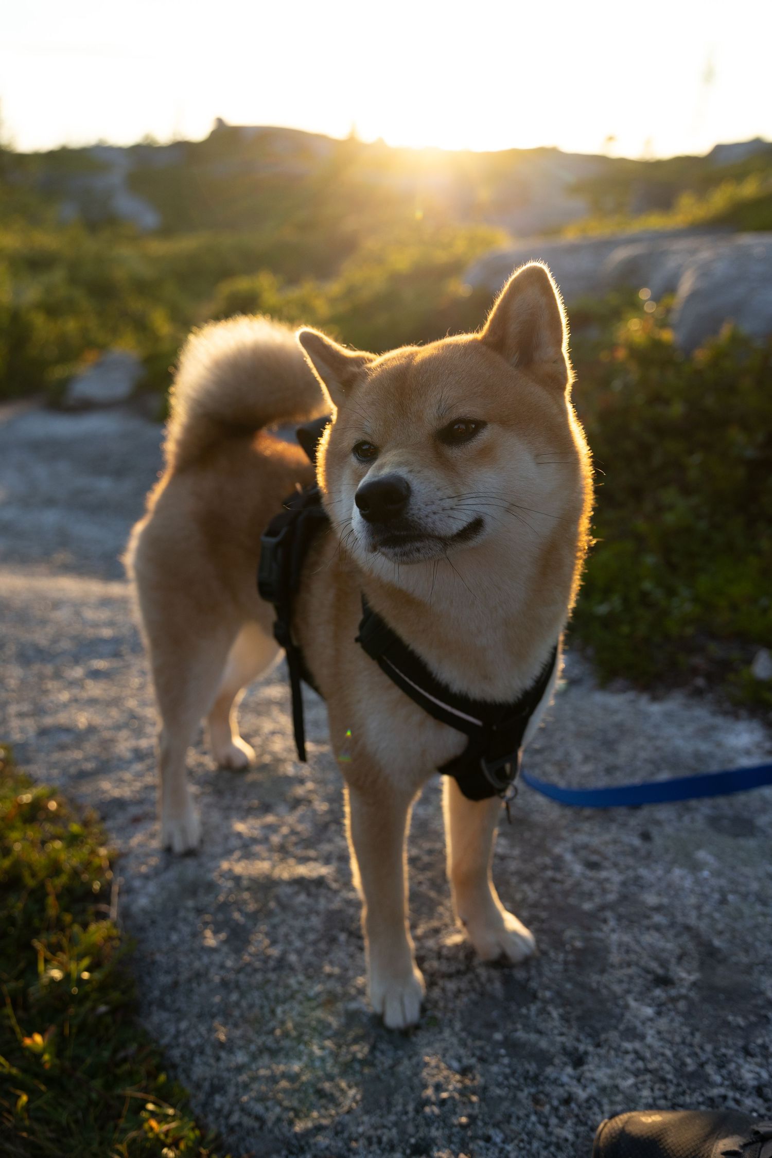 A golden Shiba Inu dog wearing a black harness and blue leash stands on rocky terrain during a stunning sunset.
