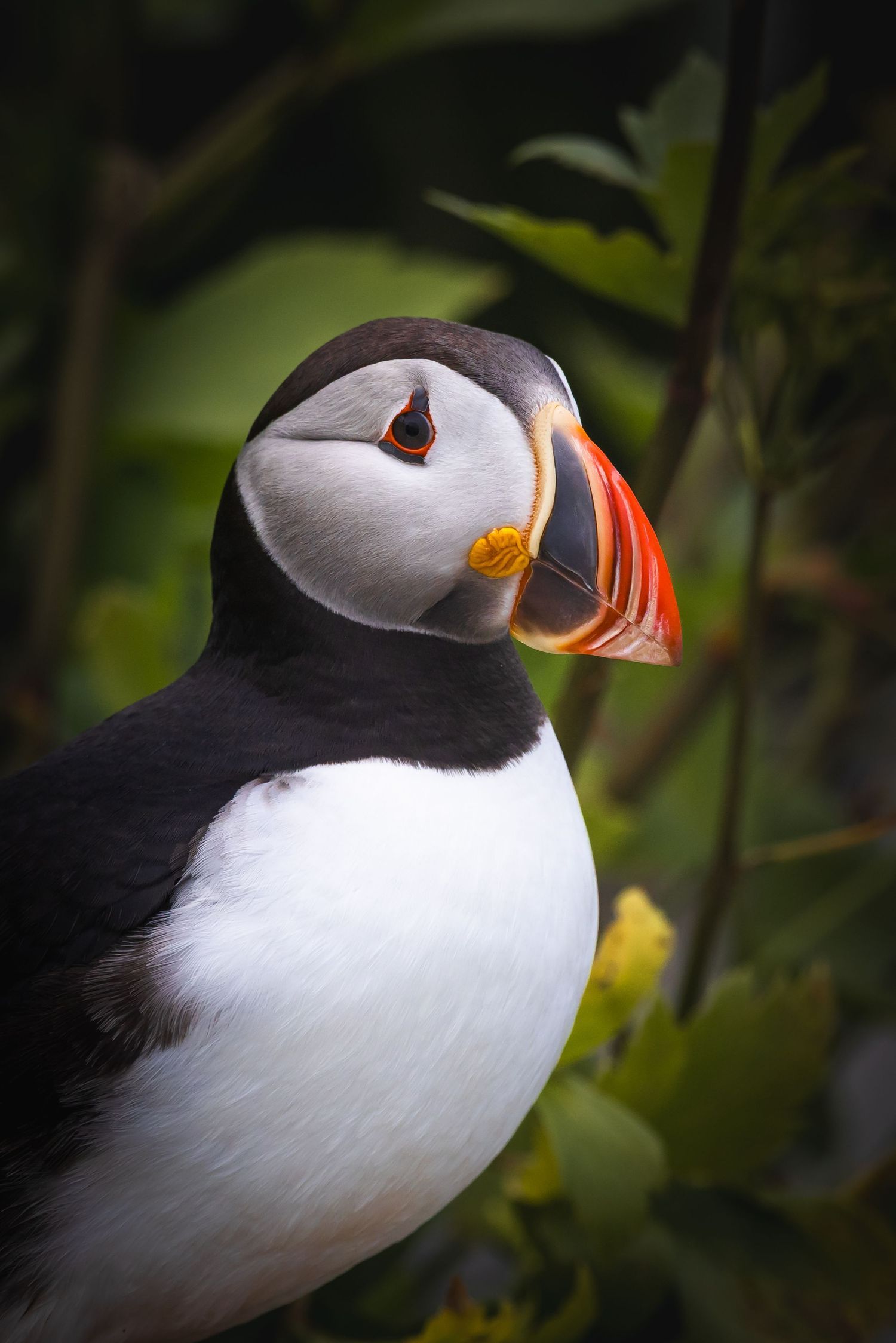 Close-up portrait of a puffin bird with distinctive orange and black beak.