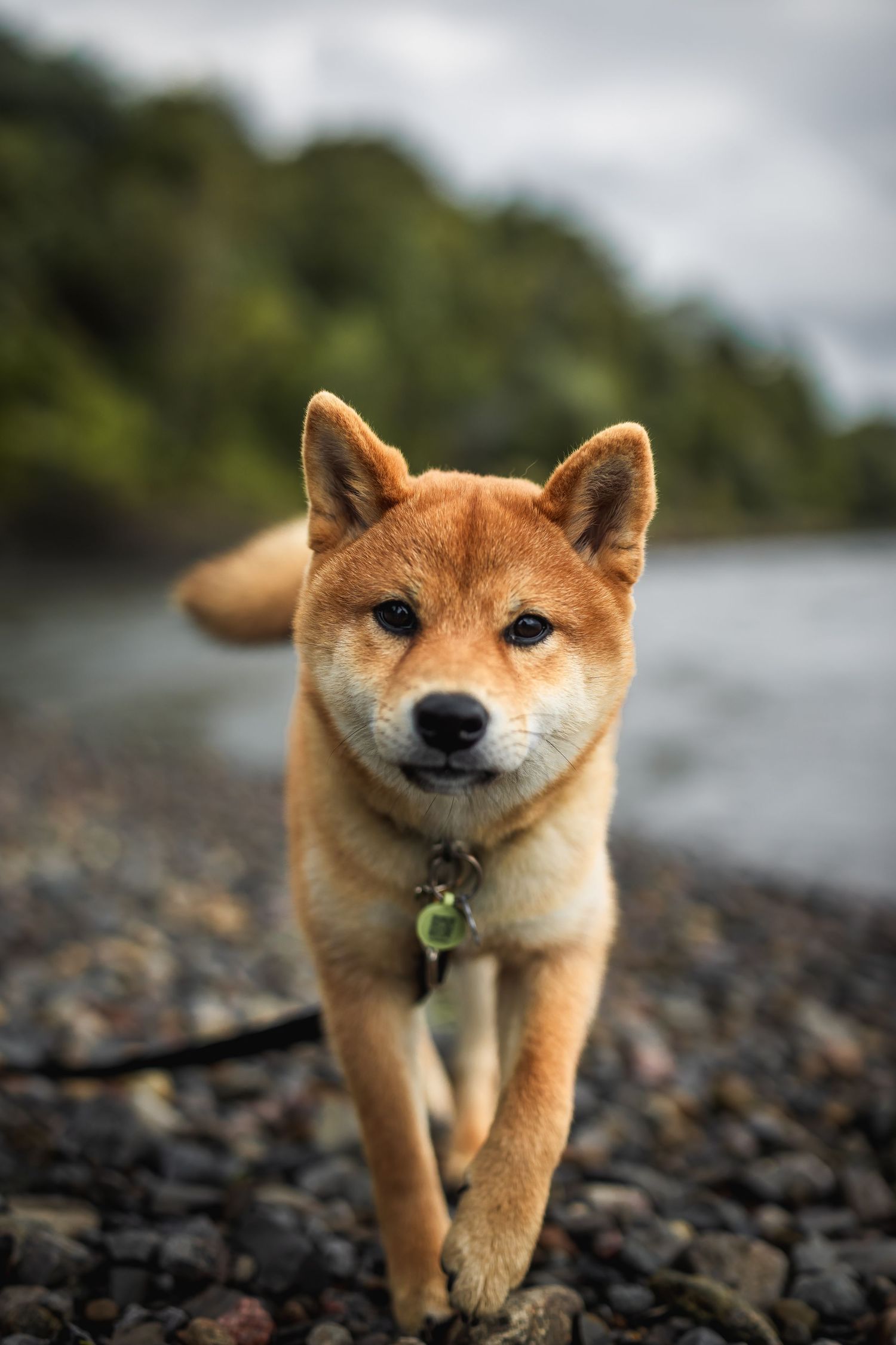 Alert Shiba Inu dog with distinctive fox-like features walking on rocky shoreline.