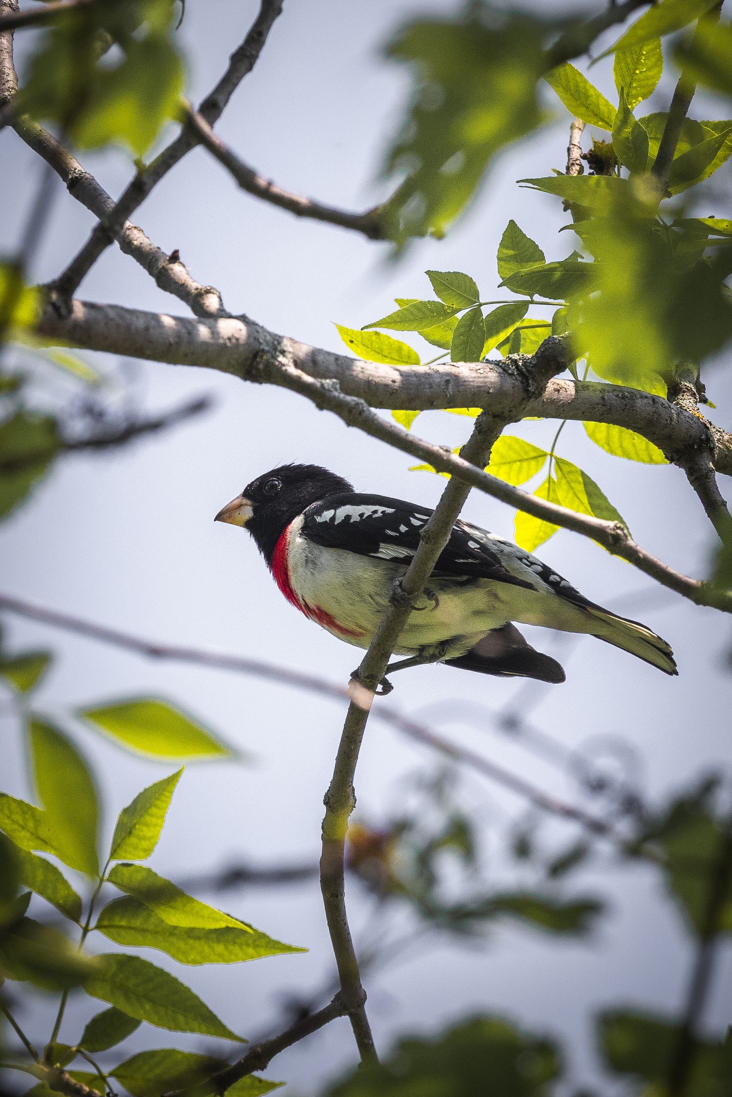 Small songbird perched among green leaves on a tree branch.