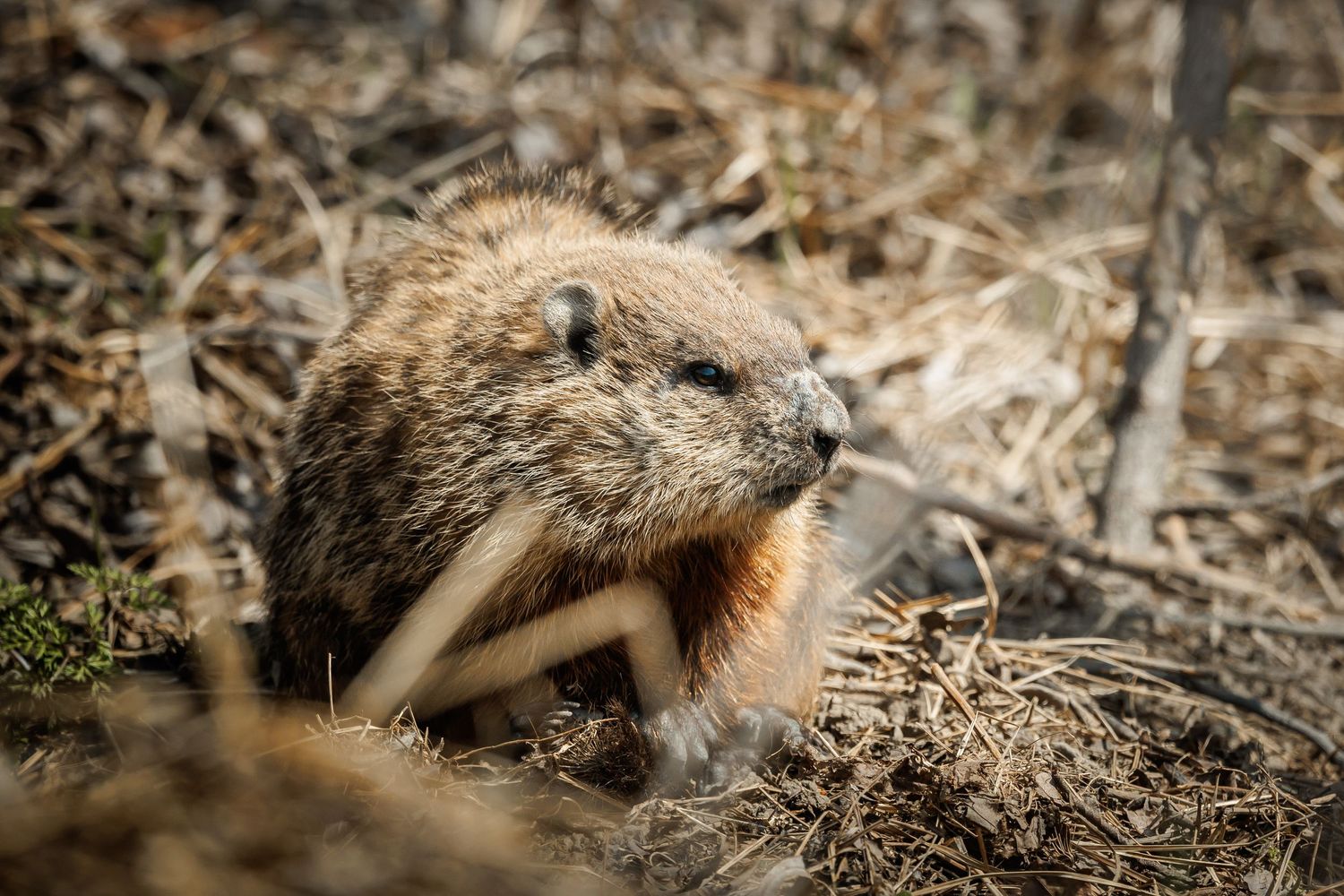 A groundhog emerges from its burrow in natural woodland surroundings.