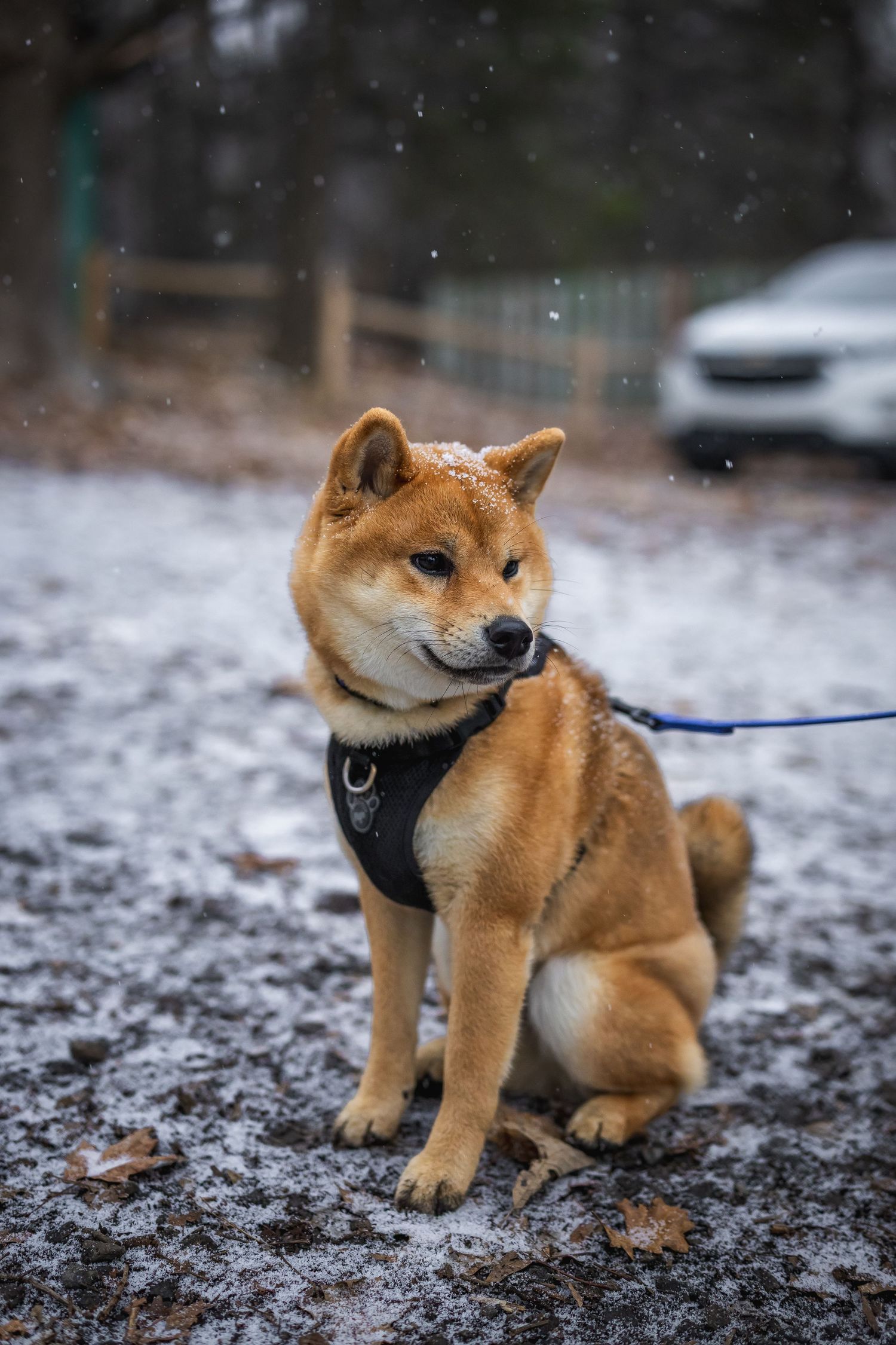 Shiba Inu puppy playing in snowy winter landscape while wearing harness and leash.