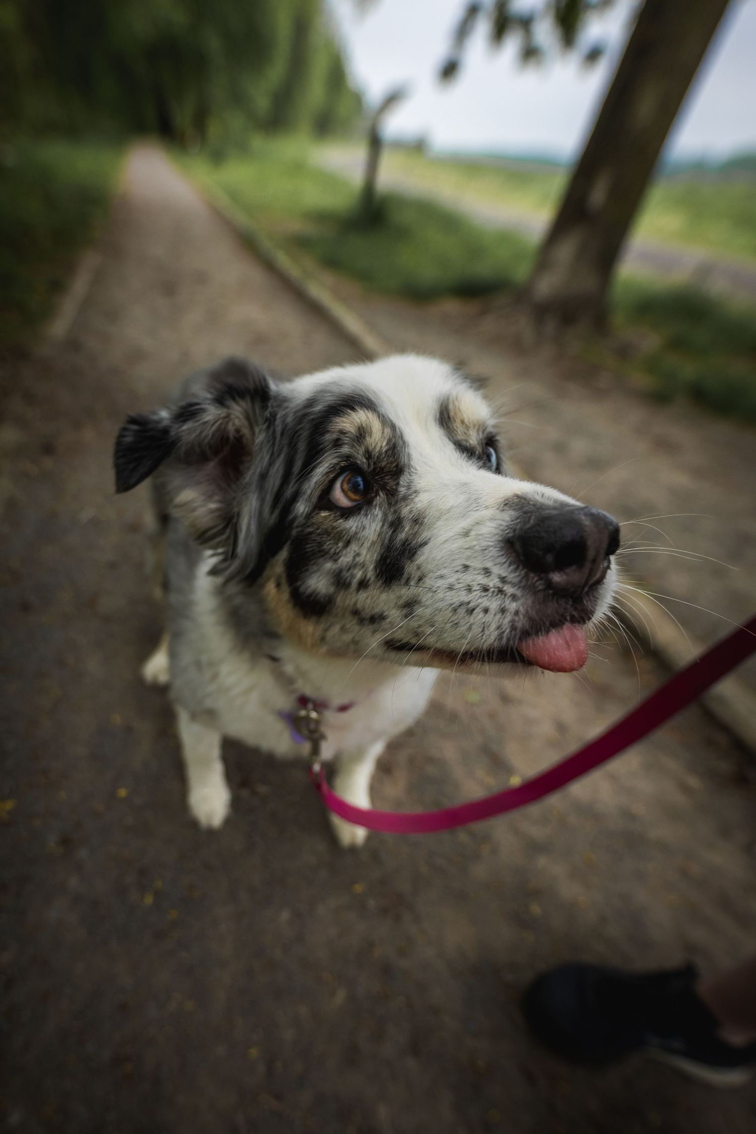Australian Shepherd dog with merle coat looking up playfully at the camera.