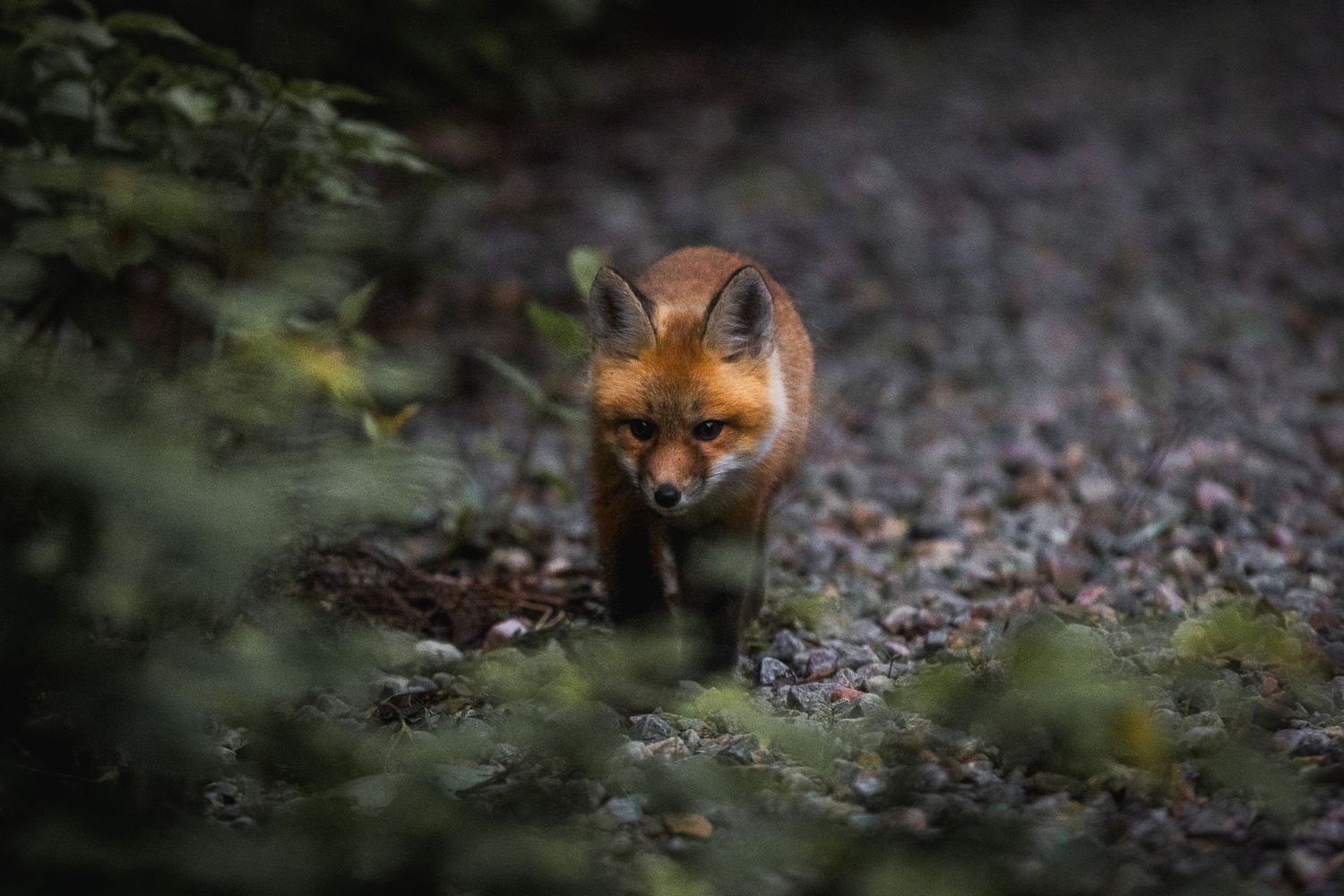 Fox prowling through underbrush on rocky forest ground.