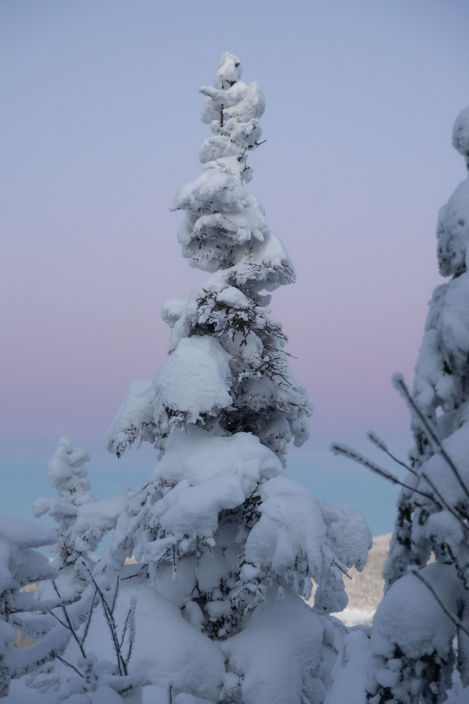 Snow-encrusted evergreen trees standing against a soft purple winter sky.