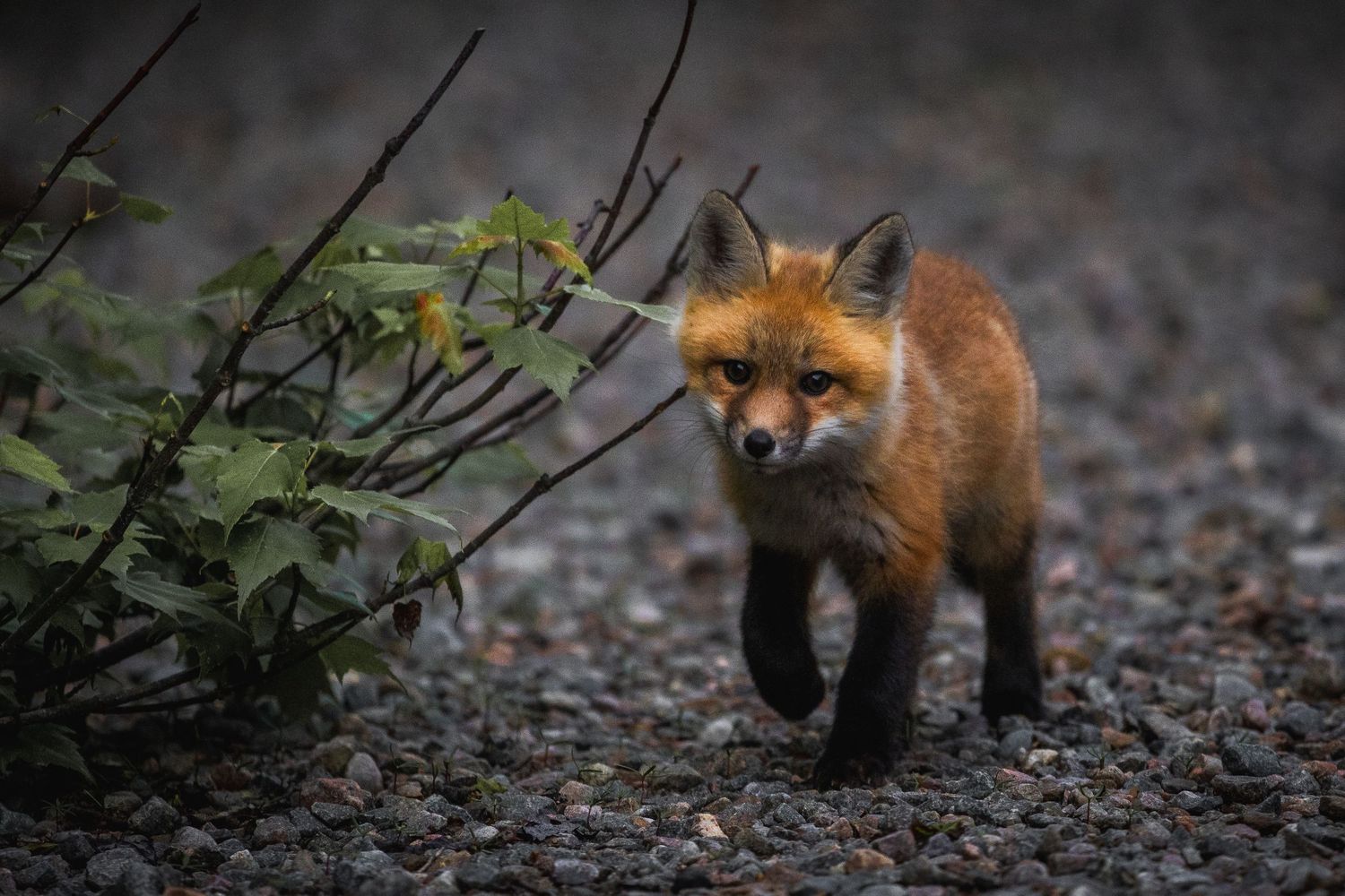 Red fox walking cautiously through dark forest terrain.
