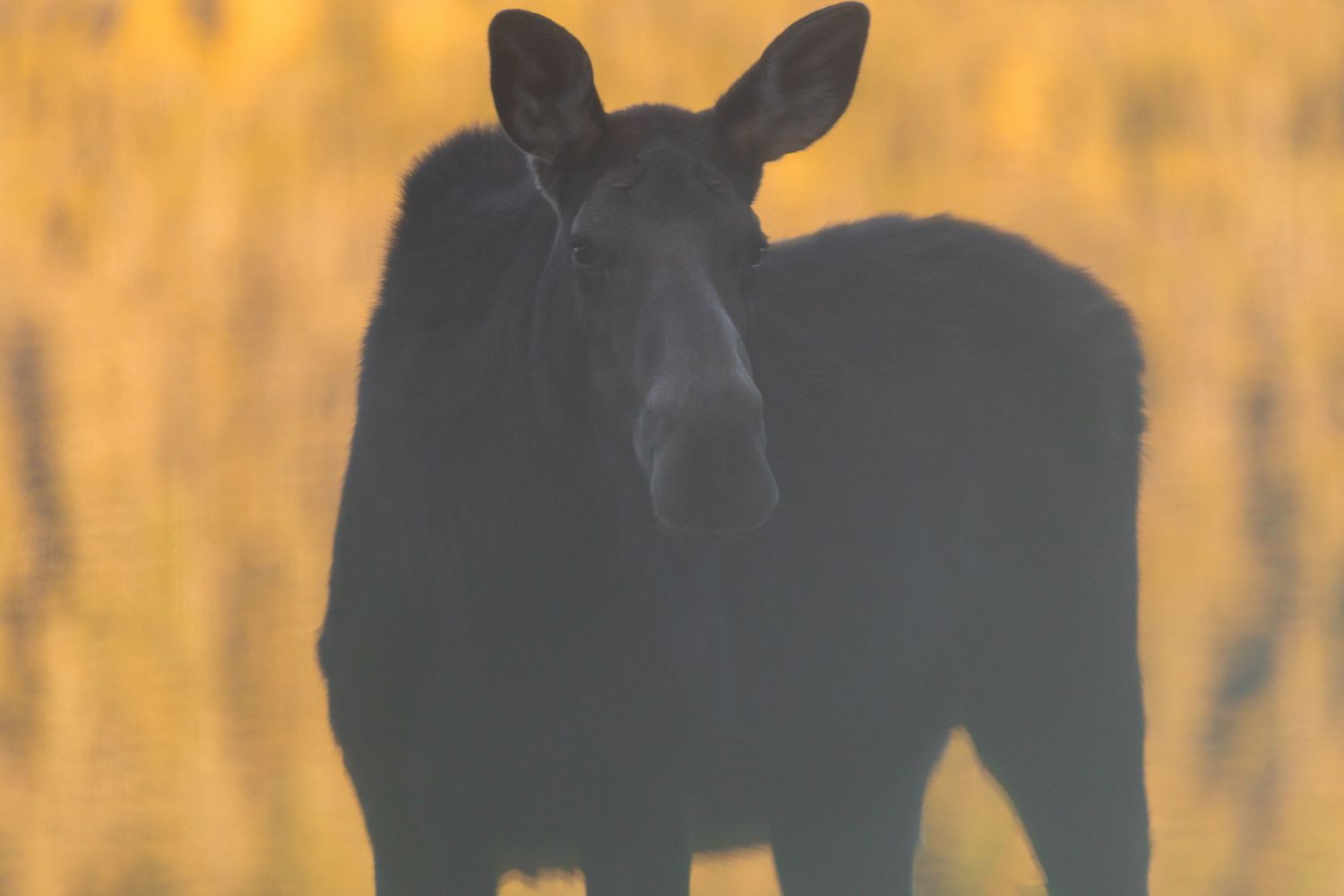Silhouettes of deer grazing in a golden field at sunset create a peaceful nature scene.