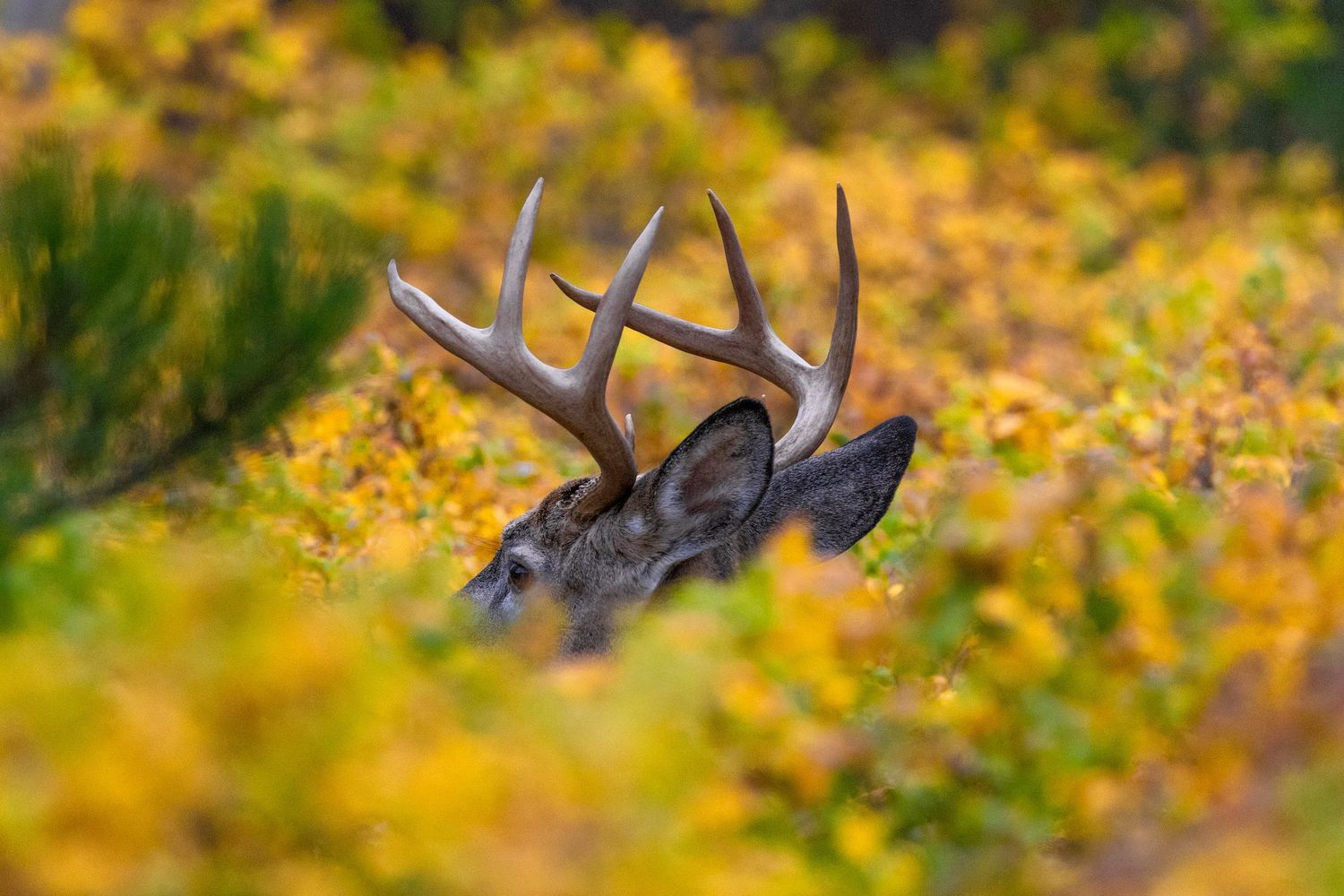 Majestic buck with antlers visible through yellow autumn foliage.