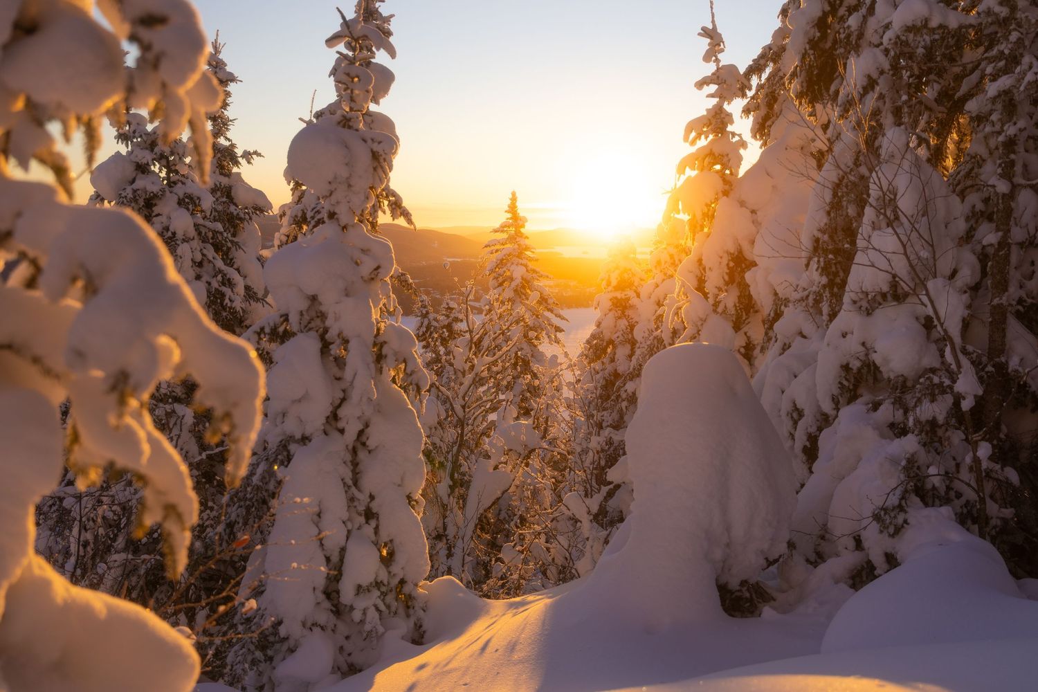 Snow-covered forest with sunburst through trees during golden hour.
