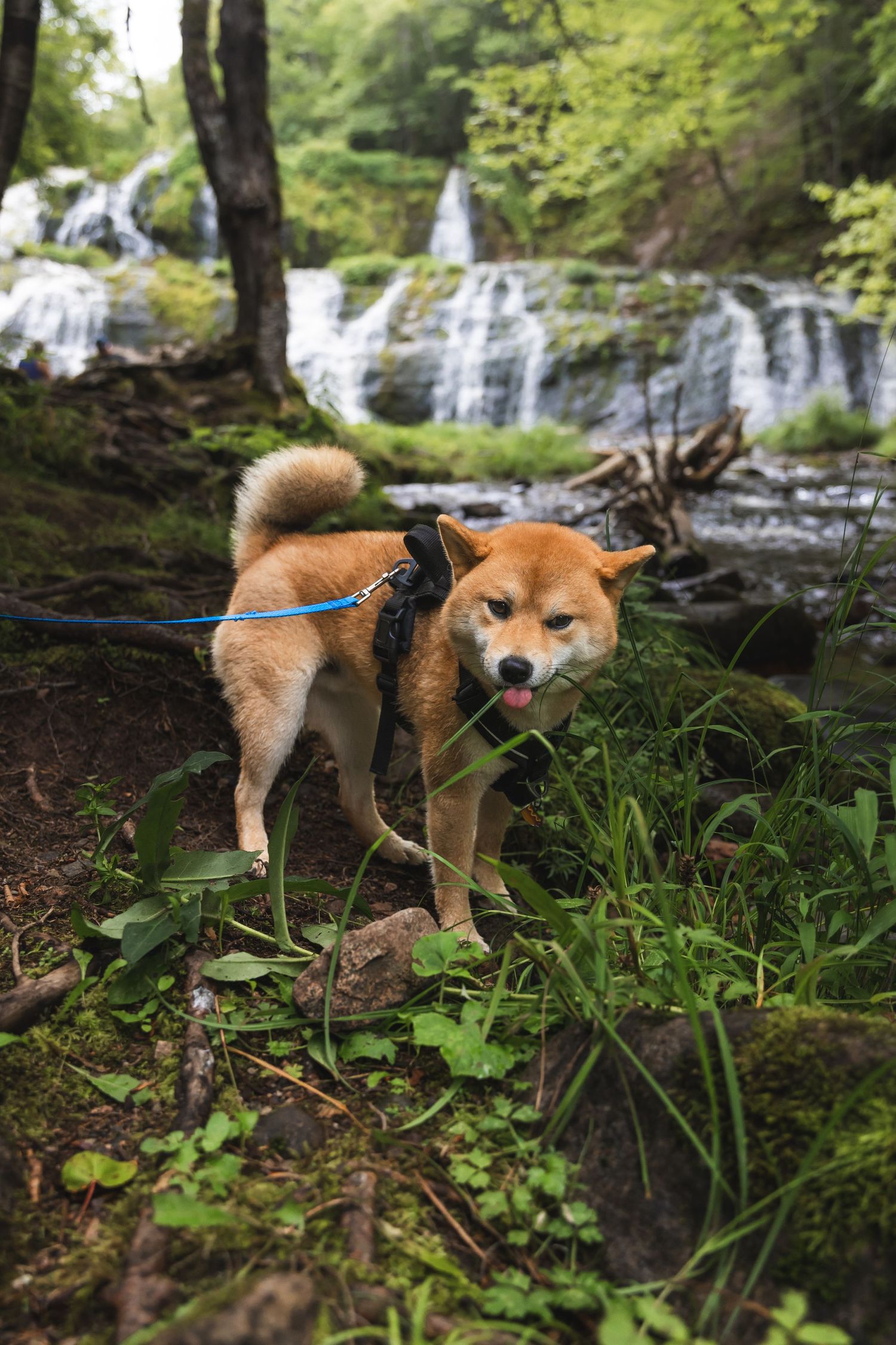 A Shiba Inu dog on a blue leash stands on mossy rocks near a cascading waterfall in a lush green forest.