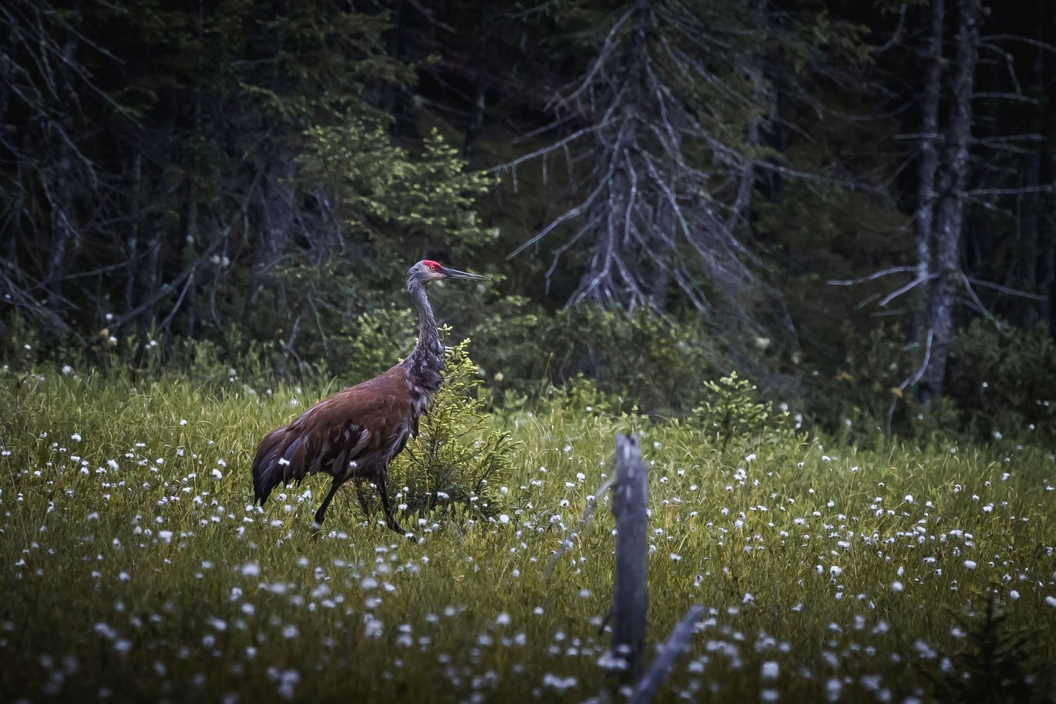 Fox walking through a field of white wildflowers at dusk.