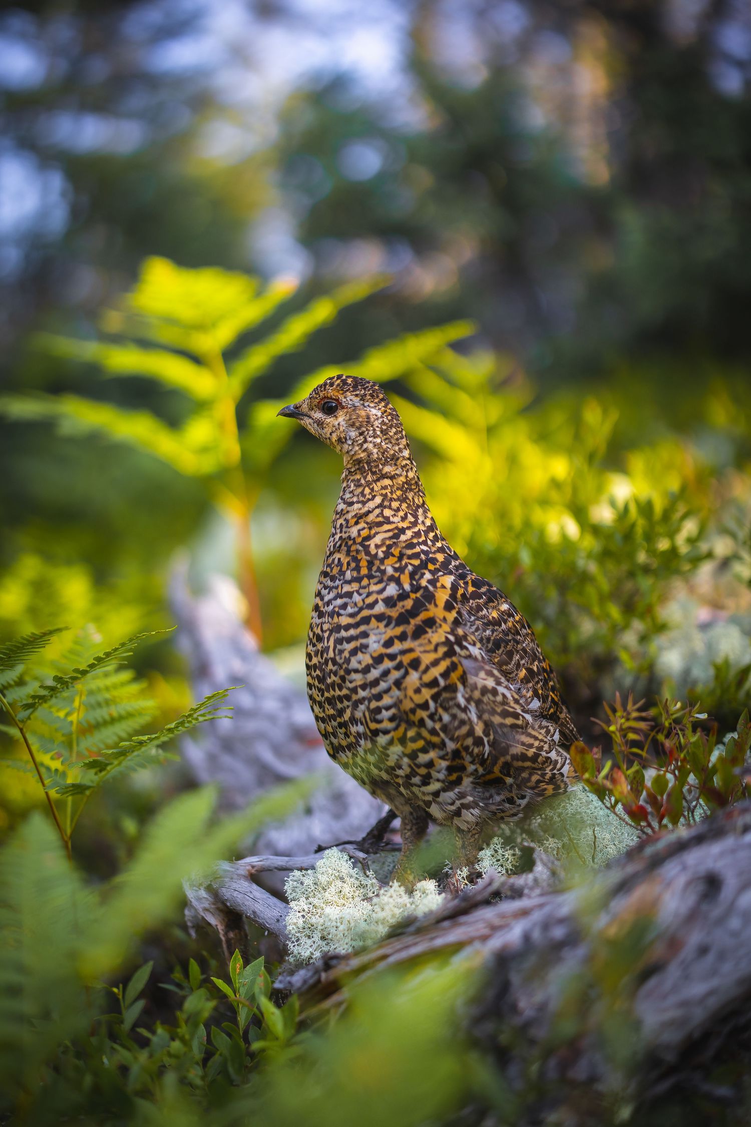 Spruce grouse with speckled feathers resting on a fallen log surrounded by ferns.