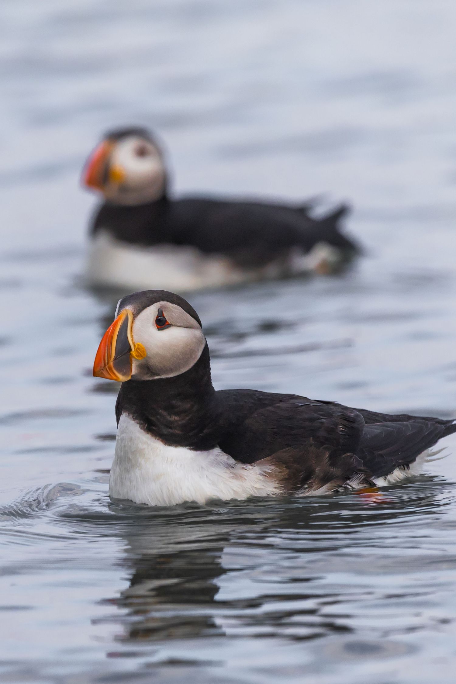 Group of puffins swimming peacefully in calm gray waters.
