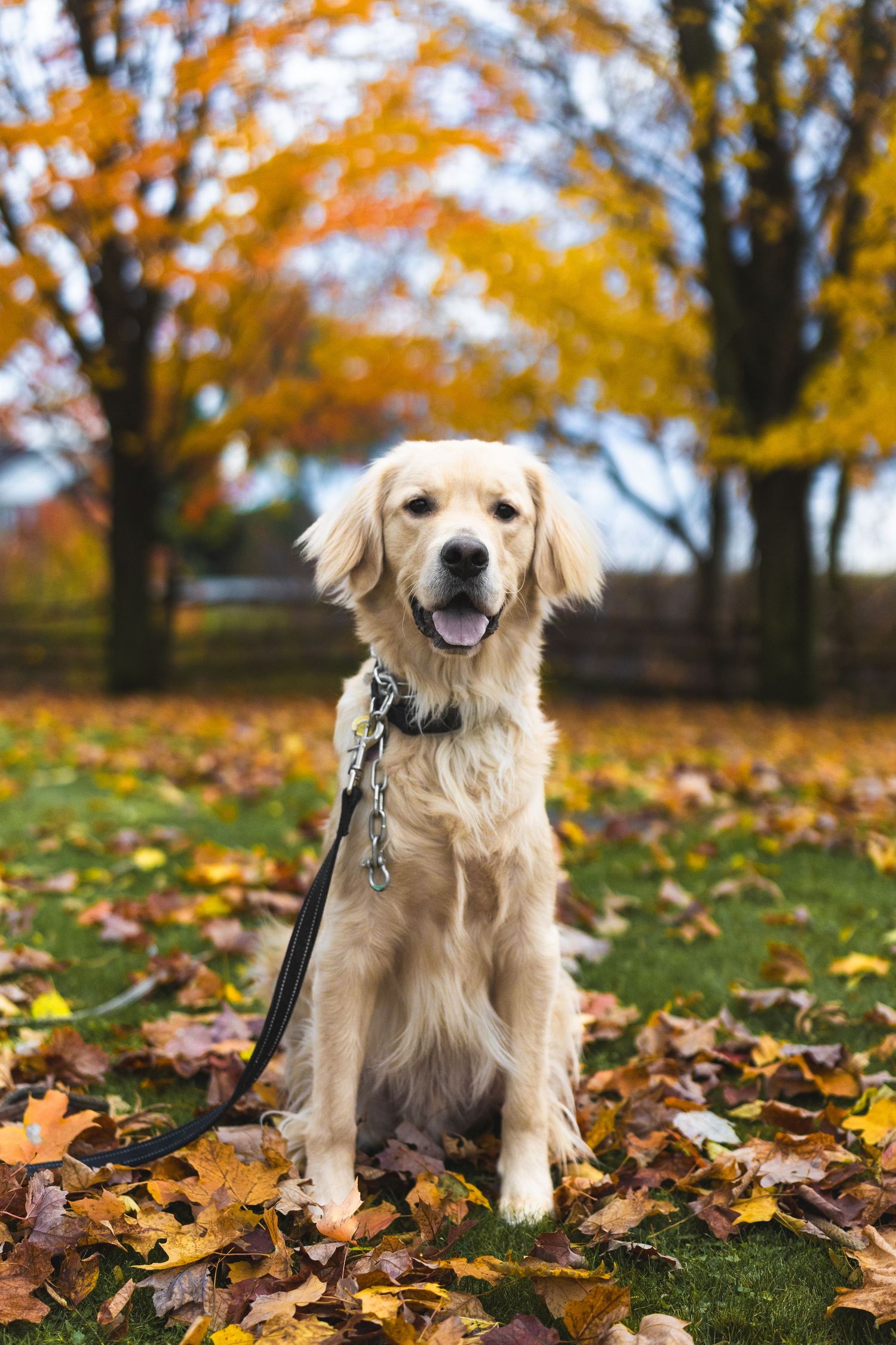Golden retriever sitting on fallen leaves with autumn foliage in background.