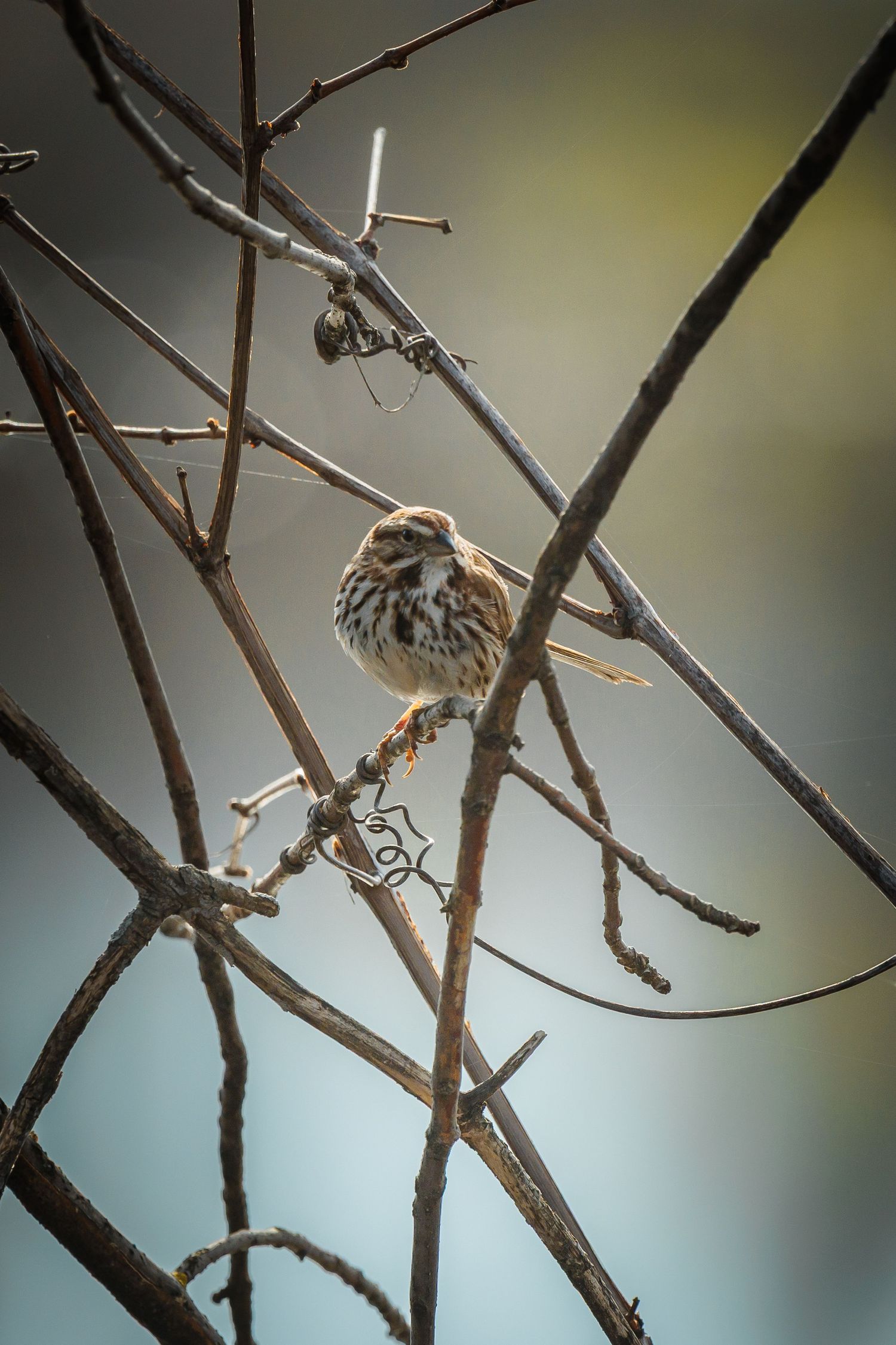 A sparrow rests among bare tree branches with a soft bokeh background.