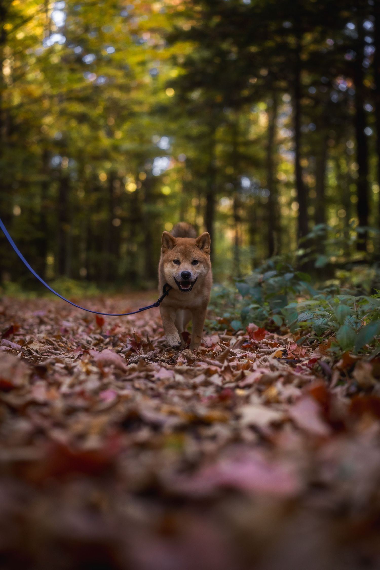 Shiba Inu dog walks through autumn forest floor covered in fallen leaves.