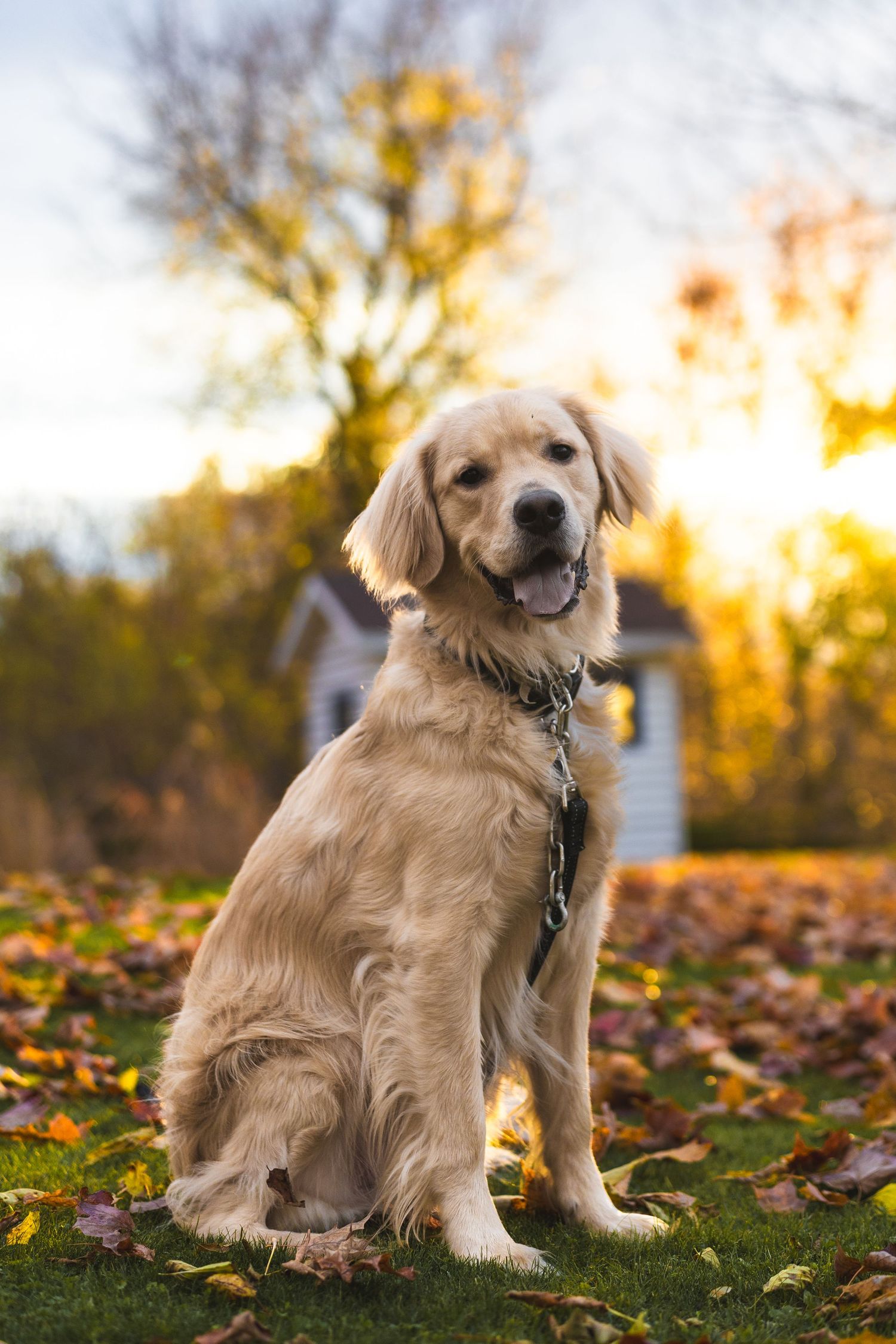 Golden retriever sitting attentively on grass surrounded by autumn leaves.