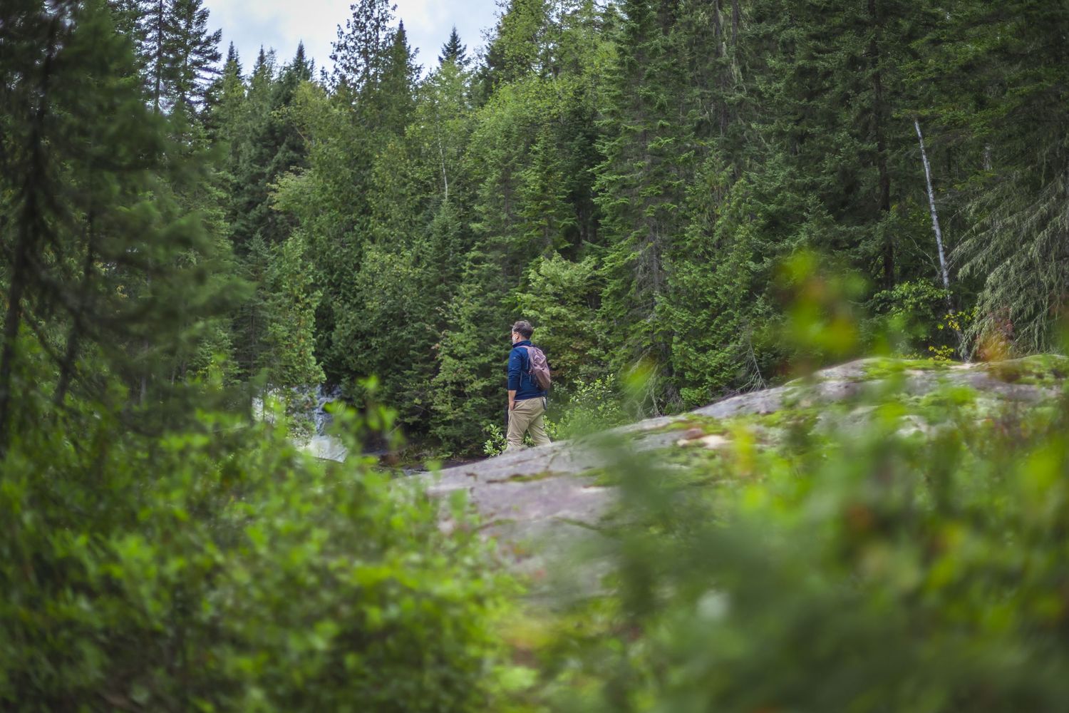 Scenic evergreen forest landscape with mountain views in the background.