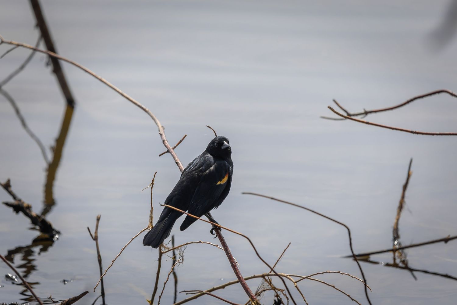 Black birds perched on bare winter branches against an overcast sky.