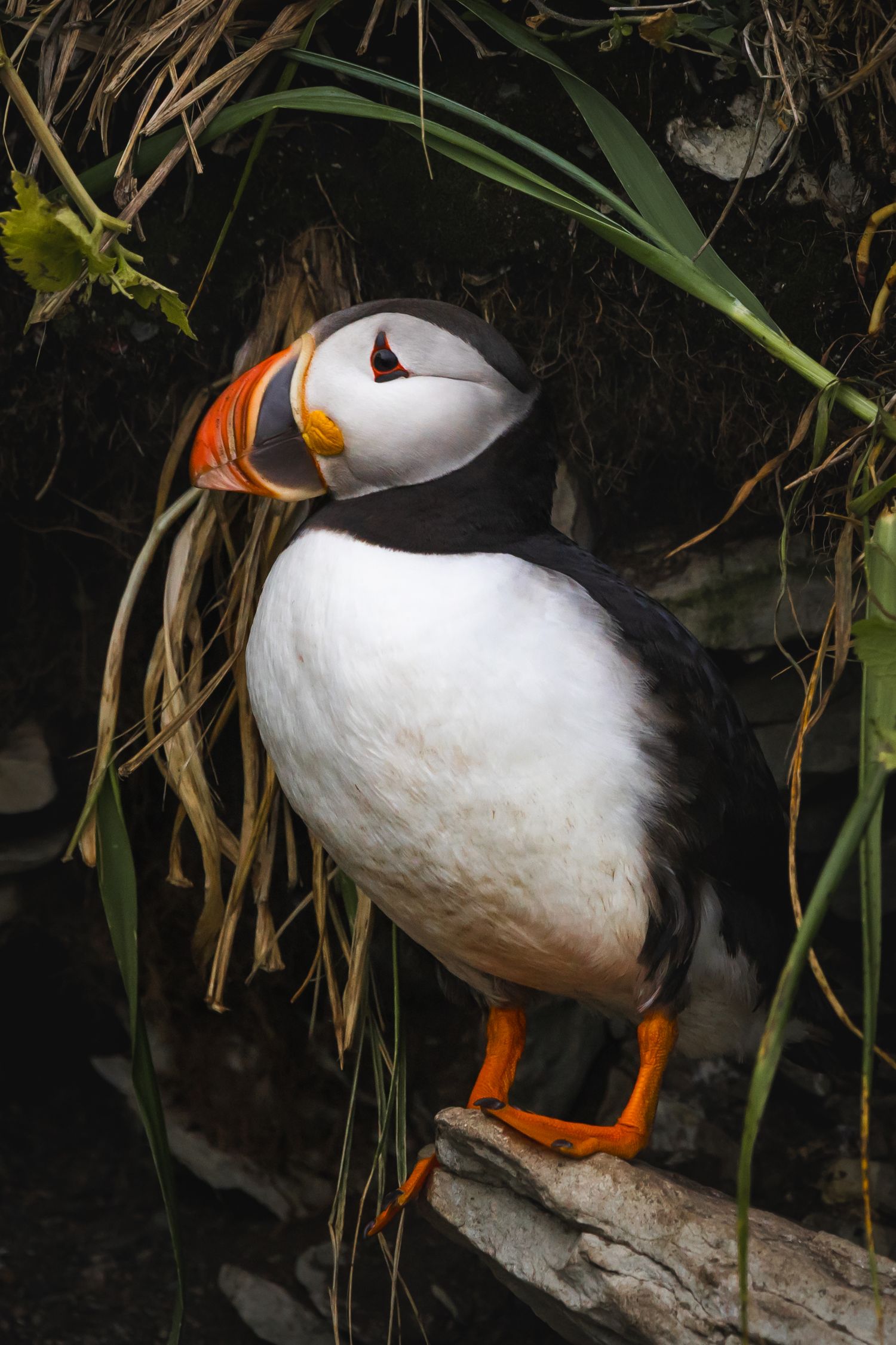 Atlantic puffin perched on a rocky ledge among vegetation displaying its distinctive markings.
