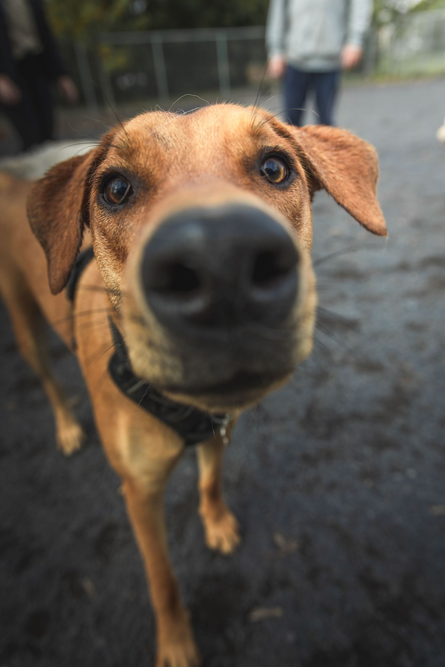 Close-up portrait of a brown dog's face with curious expression.