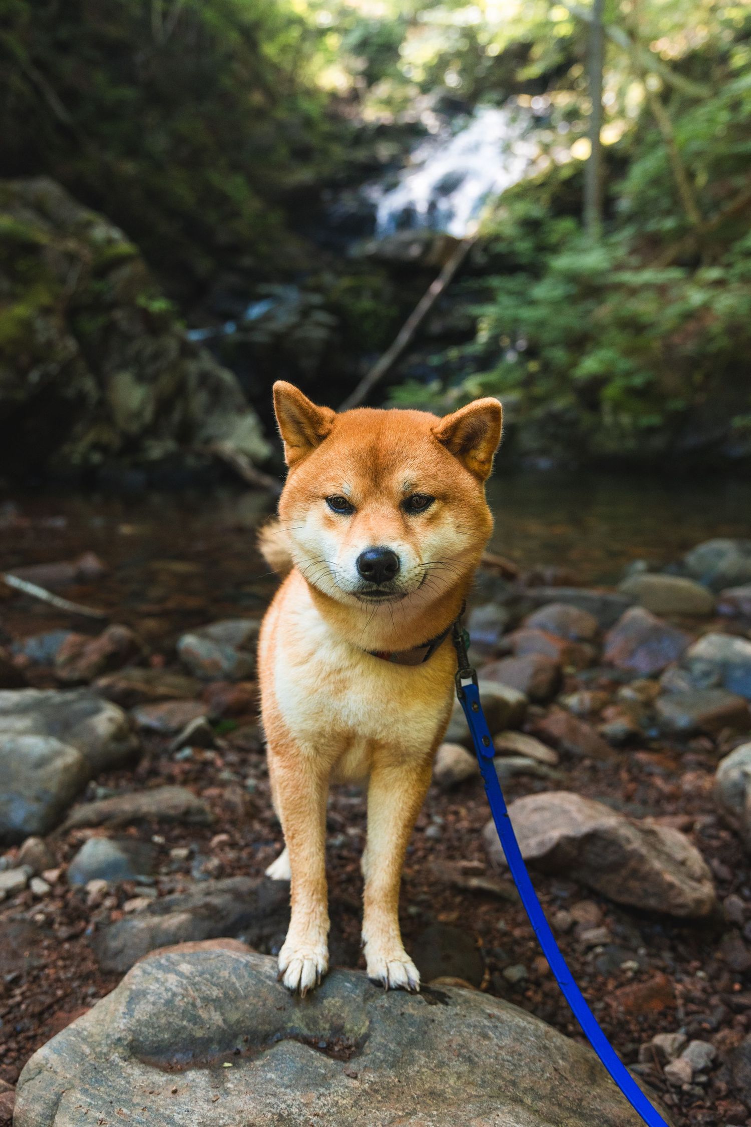 A Shiba Inu dog on a leash standing on rocks near a waterfall in a lush green forest.