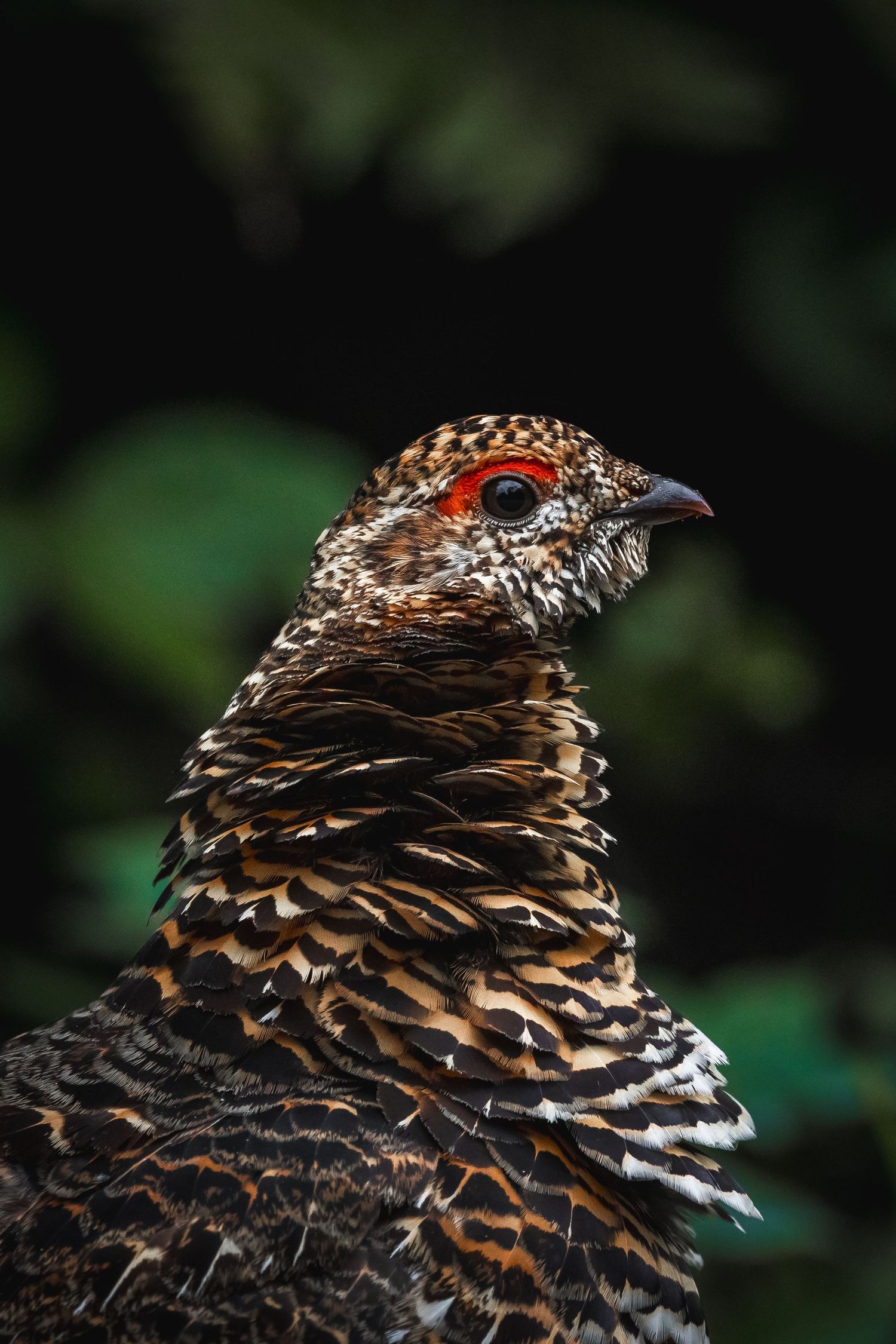 Close-up of ruffled brown and black feathers showing intricate patterns and texture.