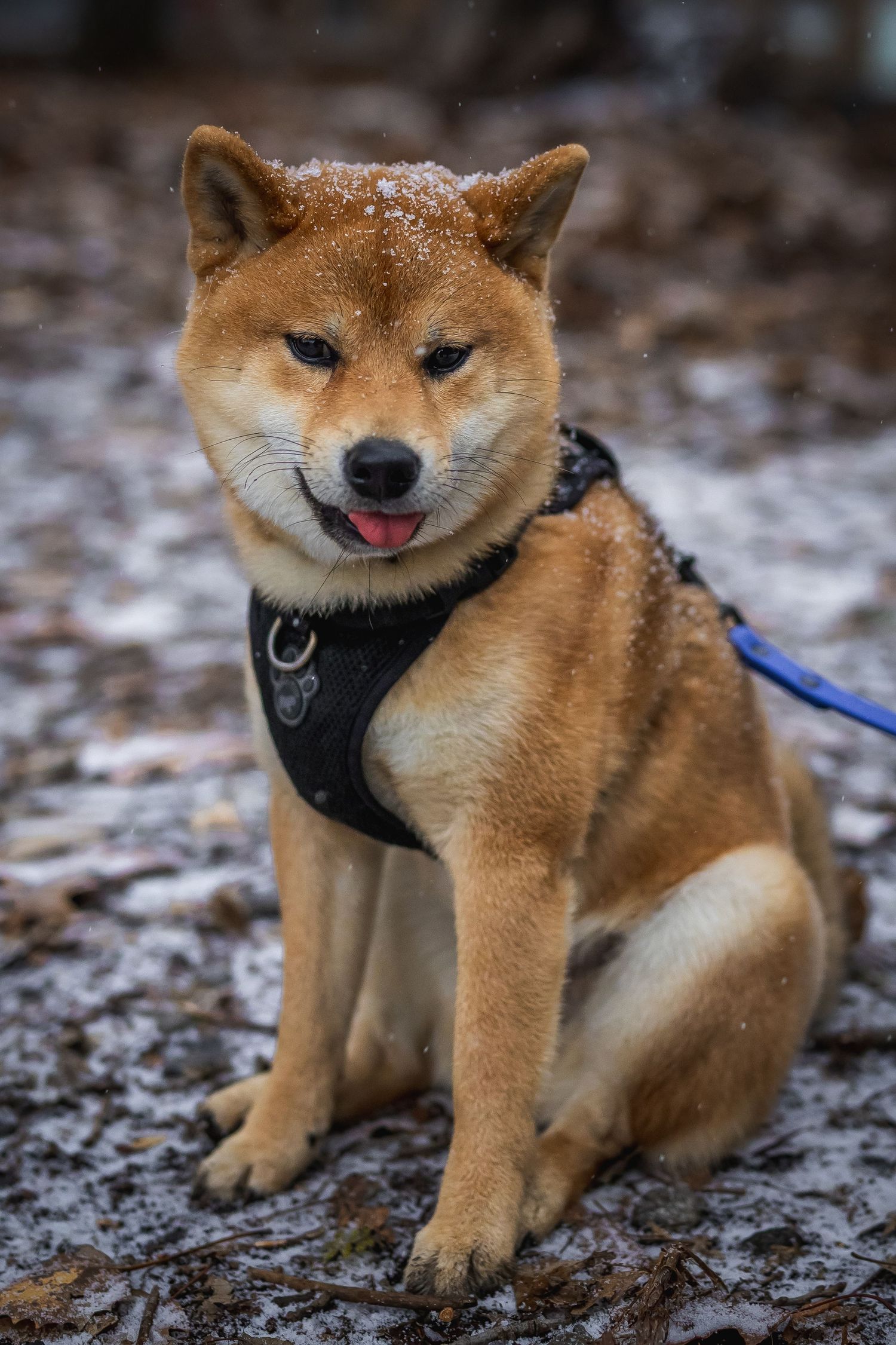 Playful Shiba Inu wearing harness poses in snowy winter environment.
