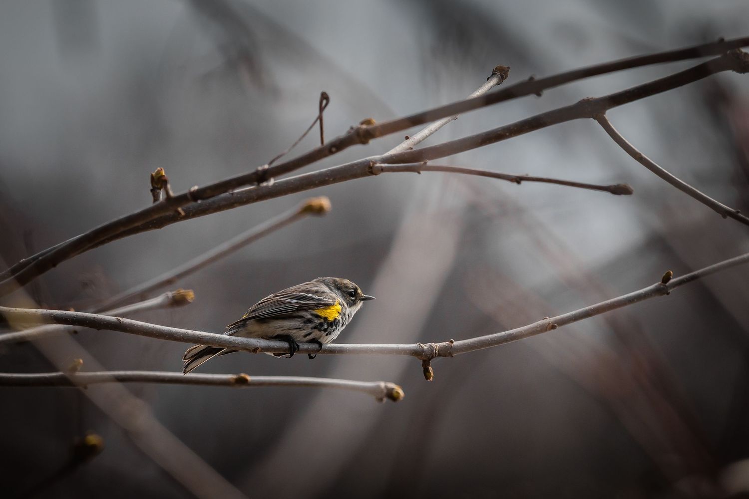 Yellow-breasted warbler navigates through bare winter branches.