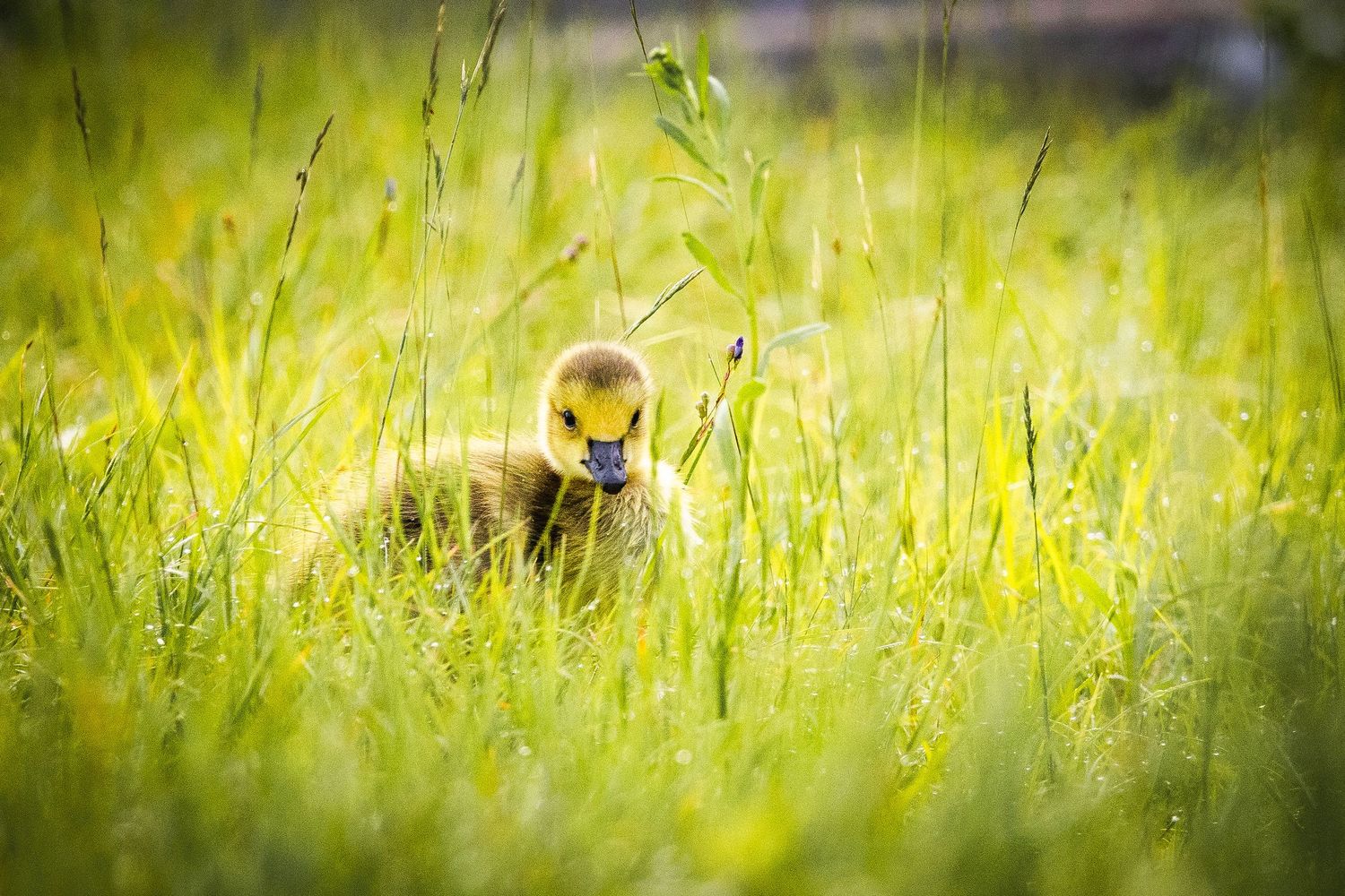 Sunlit meadow with tall golden grass and wildflowers.
