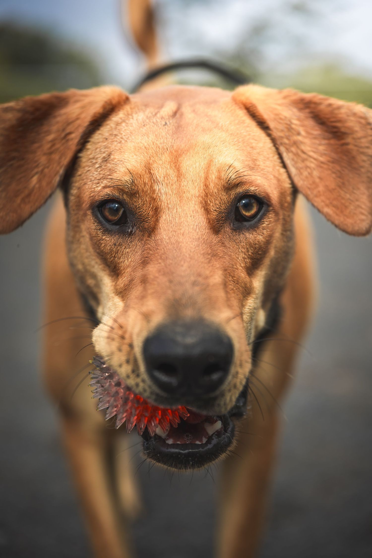 Close-up of an alert brown dog with focused expression.