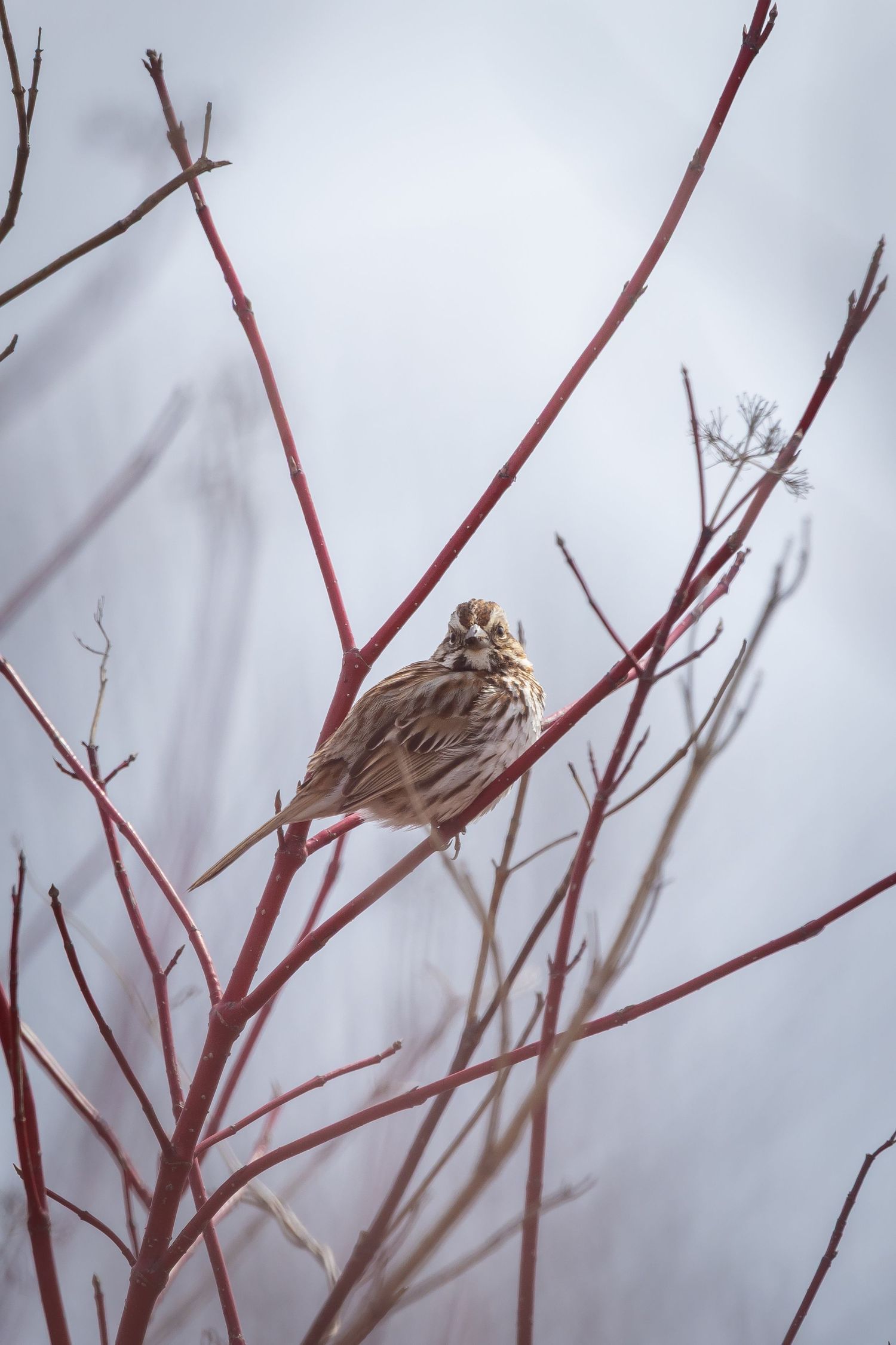 Brown sparrow resting on reddish winter branches against cloudy sky.