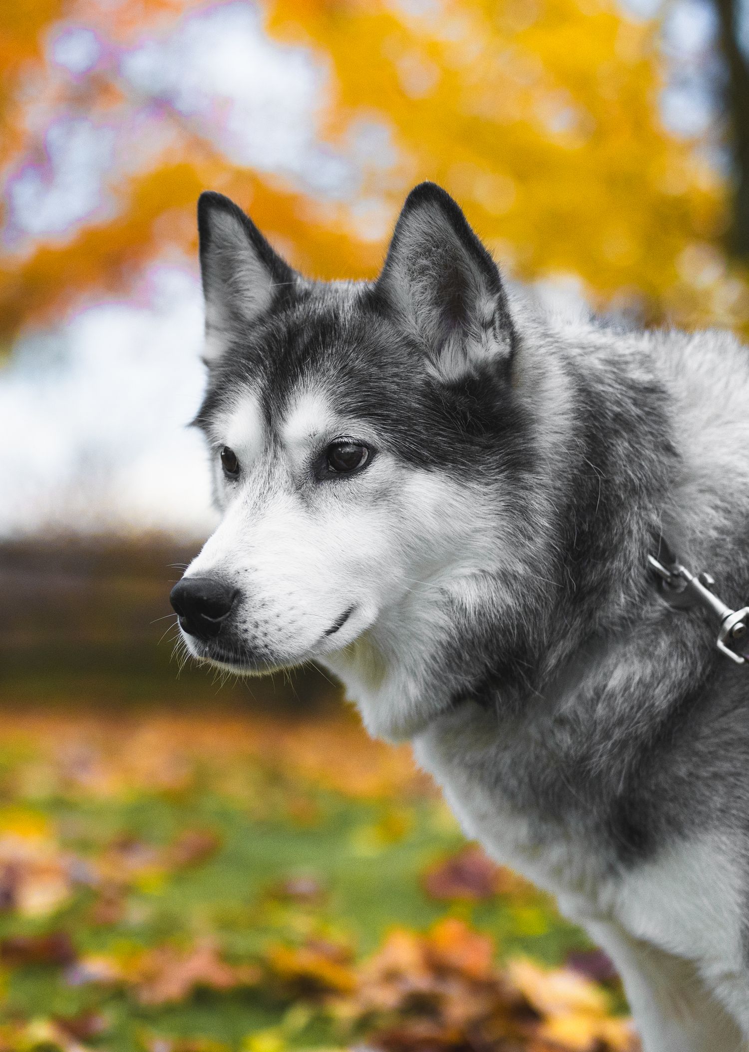 Close-up portrait of a husky with intense eyes against fall colors.