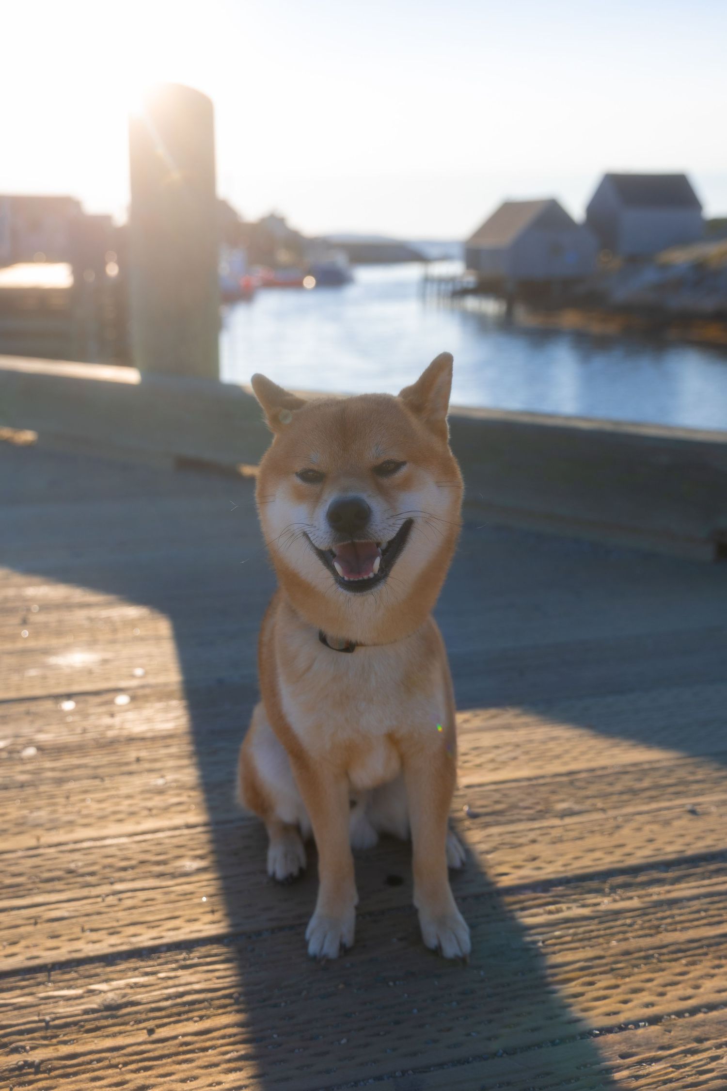 A happy Shiba Inu dog sits on a wooden dock at sunset with waterfront buildings in the background.