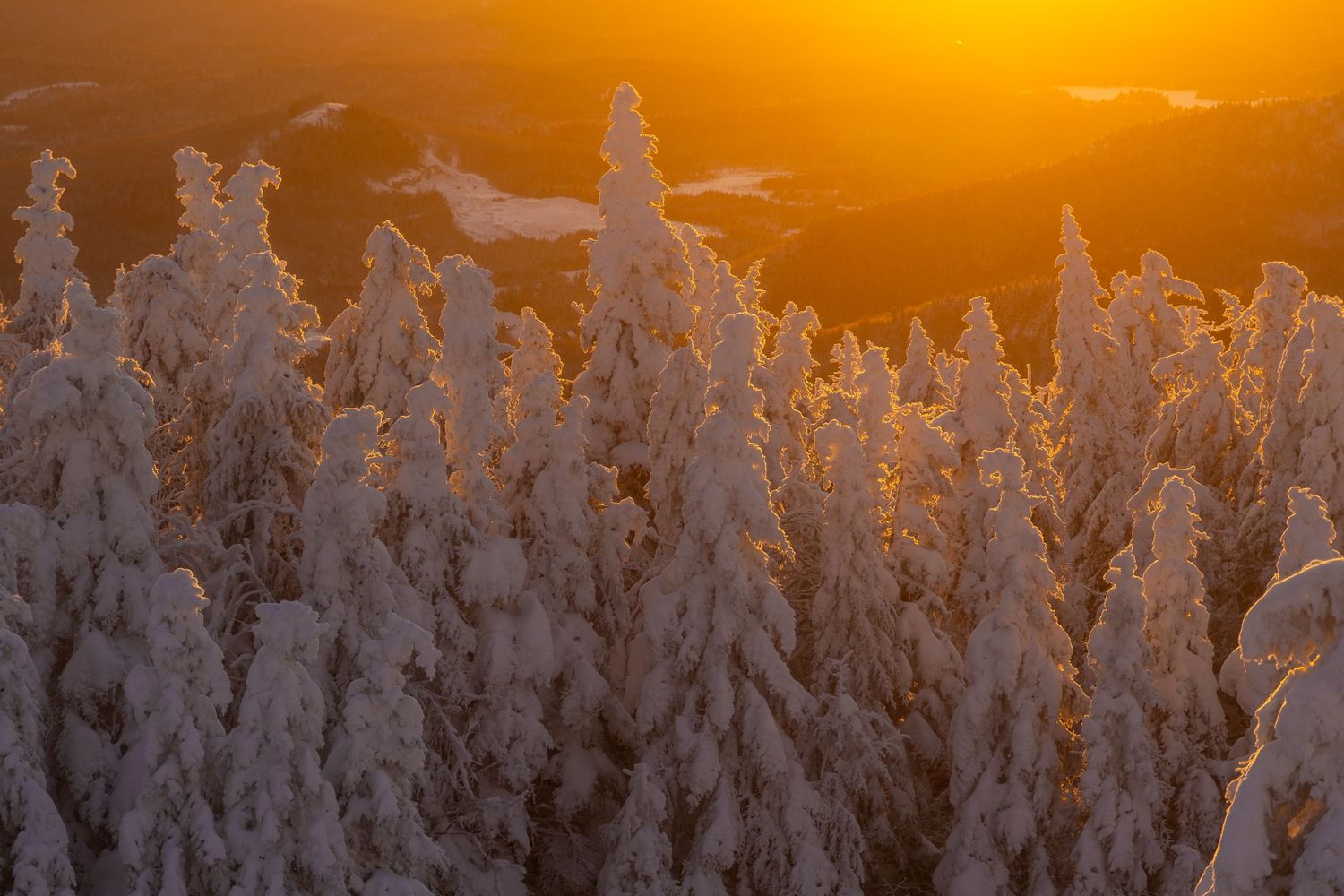 Snow-covered forest trees backlit by golden sunset creating a magical winter scene.