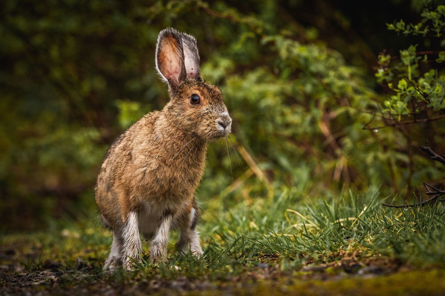 Wild rabbits sitting among grass and foliage in a natural woodland setting.