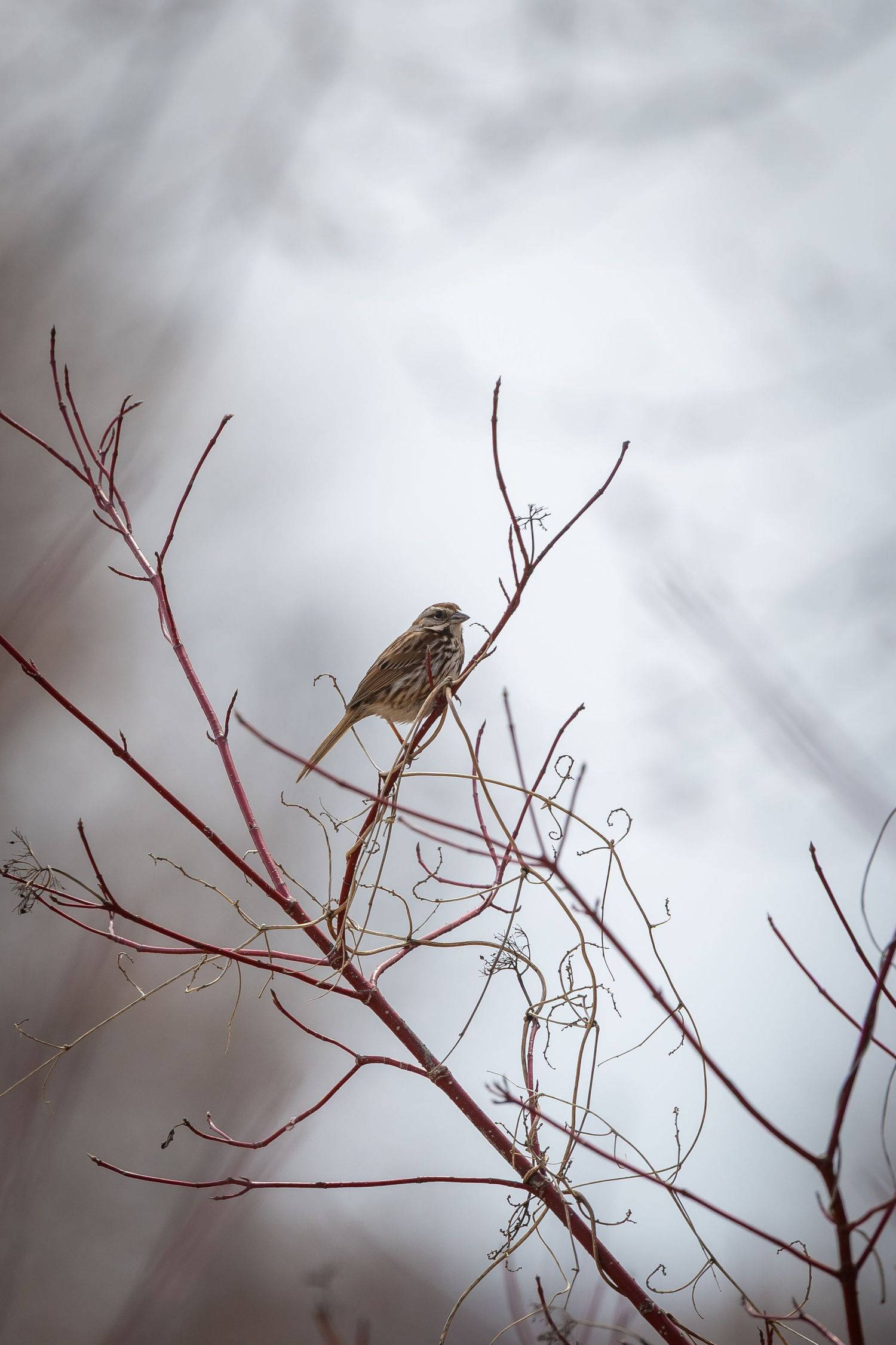 Small songbird perched on delicate red winter branches in foggy conditions.